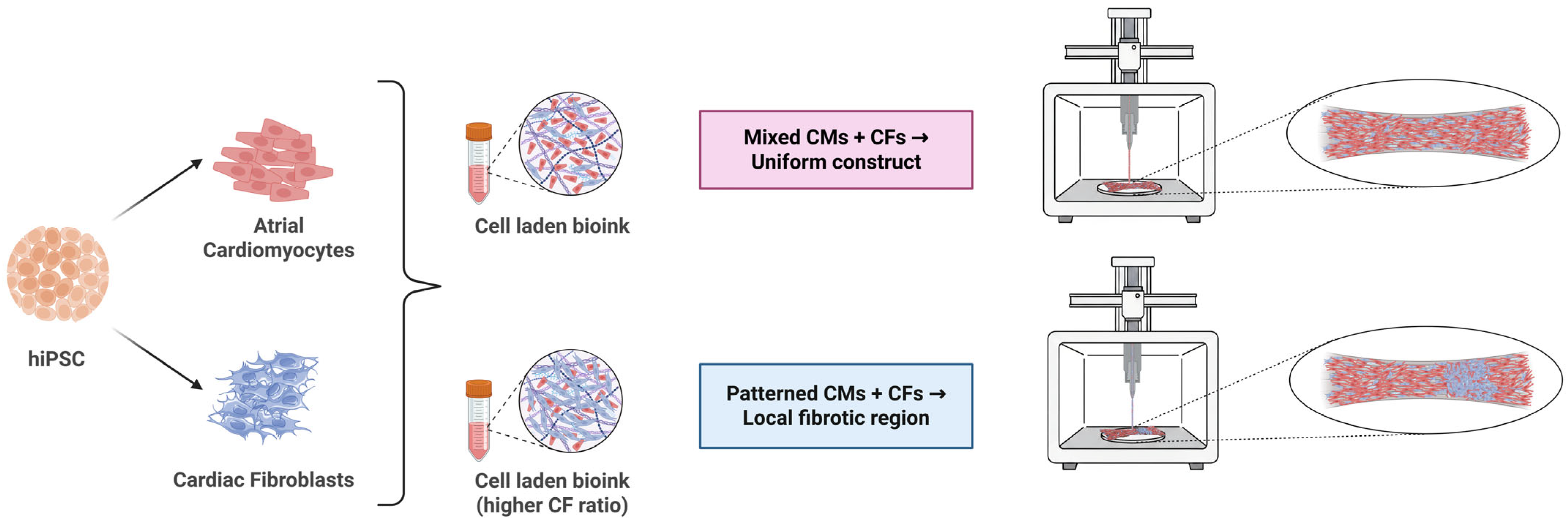 Cells 15 00187 g004 Cells 15 00187 g004