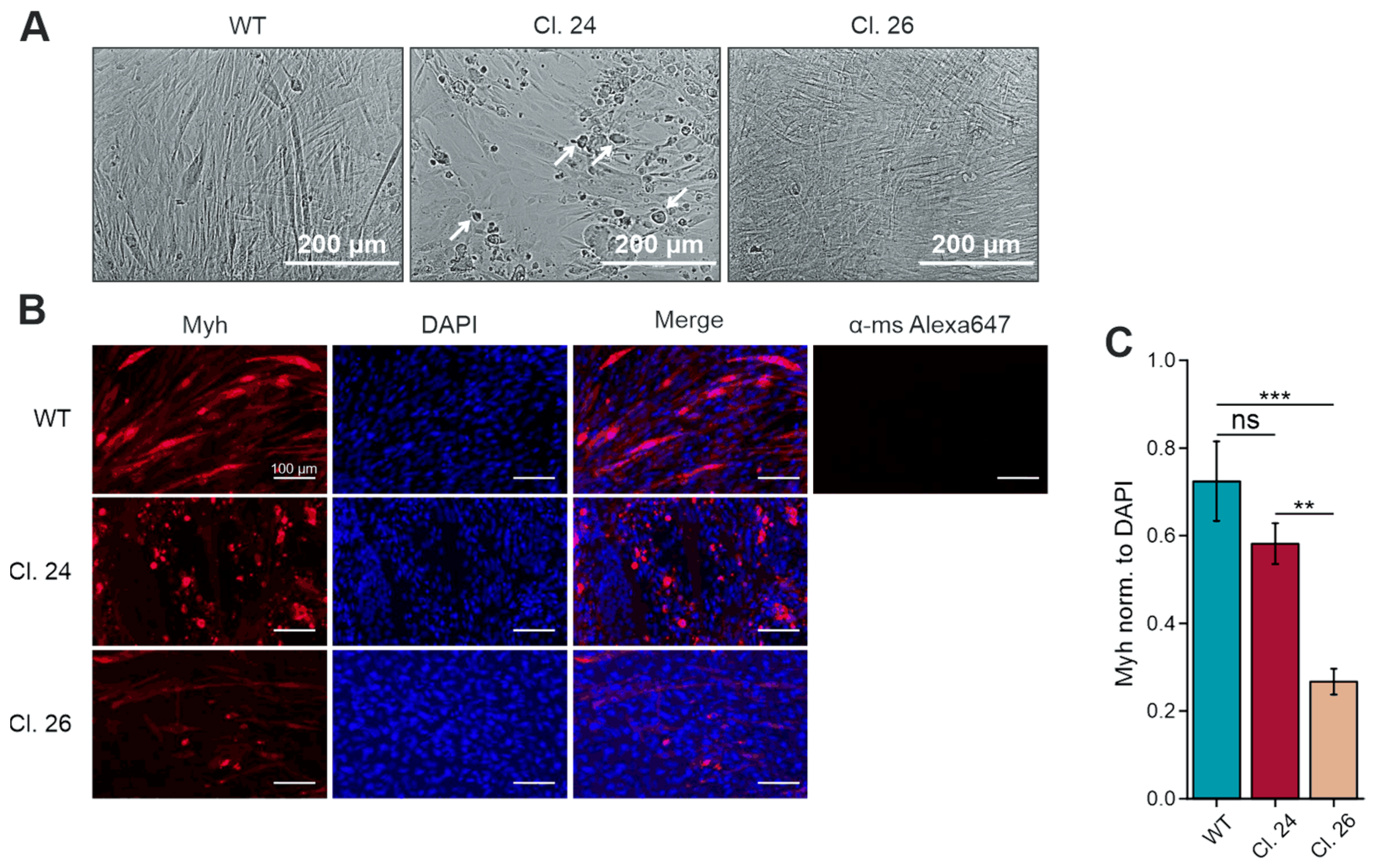 Cells 15 00199 g001 Cells 15 00199 g001