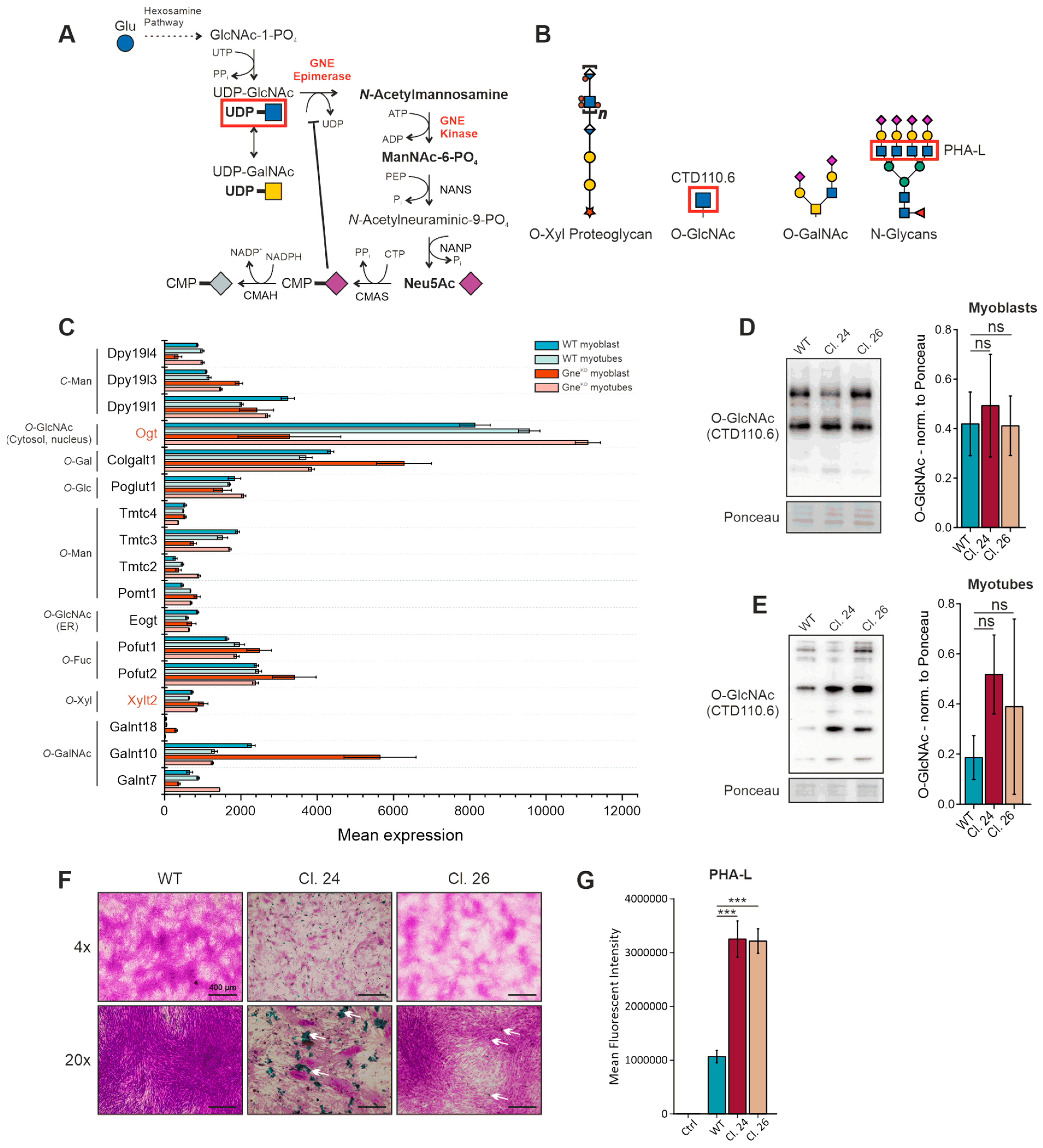 Cells 15 00199 g003 Cells 15 00199 g003