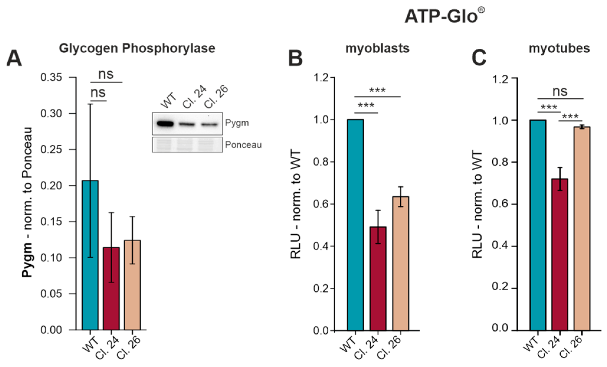 Cells 15 00199 g006 Cells 15 00199 g006