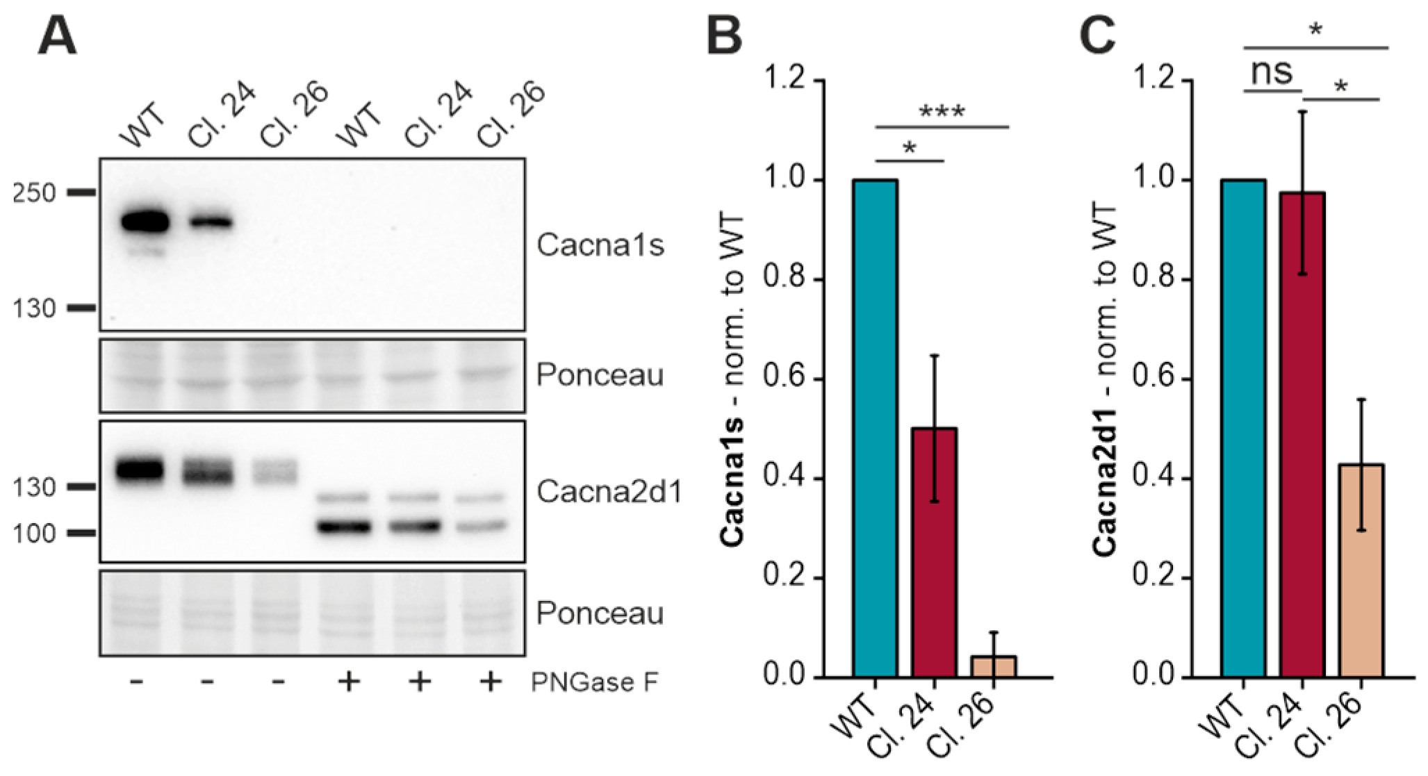 Cells 15 00199 g007 Cells 15 00199 g007