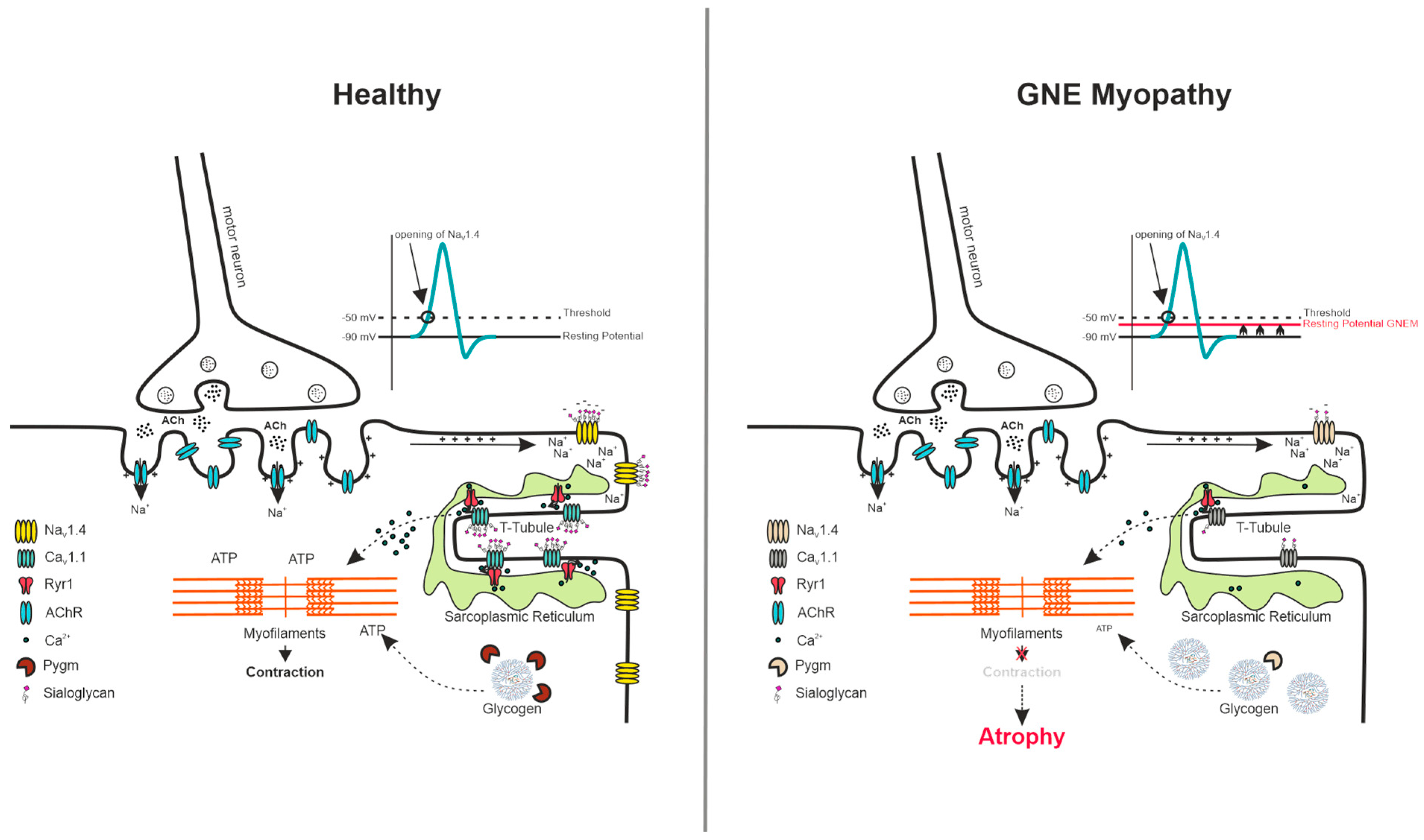 Cells 15 00199 g008 Cells 15 00199 g008