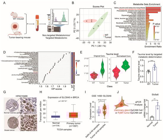Taurine levels are elevated in tumor-bearing mice, and its transporter, Slc6a6, is highly expressed in the tumor. (A) Schematic representation of the workflow for serum metabolomics in wild-type (WT) or tumor-bearing mice. (B) Principal component analysis (PCA) of the expressed metabolites data, where each dot represents a unique sample. The PCA plot illustrates the separation between the wild-type and tumor-bearing groups. (C) Overview of KEGG pathway enrichment analysis based on metabolomic profiles of 33 blood biomarkers in wild-type mice (n = 3) and tumor-bearing mice (n = 3). (D) VIP score plot for identifying significant constituents (VIP score > 1) based on PLS-DA analysis. (E) Relative Taurine concentration in wild-type and tumor-bearing groups as determined by non-targeted metabolomics. (F) The concentration of Taurine in the blood of tumor-bearing mice was determined using the internal standard method (with Taurine reference substance). (n = 6 for each group). (G) Representative images of immunohistological staining for SLC6A6 expression in human normal mammary gland or breast cancer tissue from Human Protein Atlas (HPA) database with HPA016488 antibody, accessed on 11 August 2024. (H) Analysis of SLC6A6 mRNA expression in tumor and adjacent non-tumor tissues using the TCGA breast cancer dataset from UALCAN database, accessed on 11 August 2024. (I) Analysis of SLC6A6 mRNA expression in tumor and adjacent non-tumor tissues using the GEO dataset GSE1456, accessed on 11 August 2024. (J) qPCR was used to analyze Slc6a6 expression in EpCAM-sorted mammary gland cells from normal and tumor-bearing mice. Data are presented as mean ± SD, ** p < 0.01, *** p < 0.001.