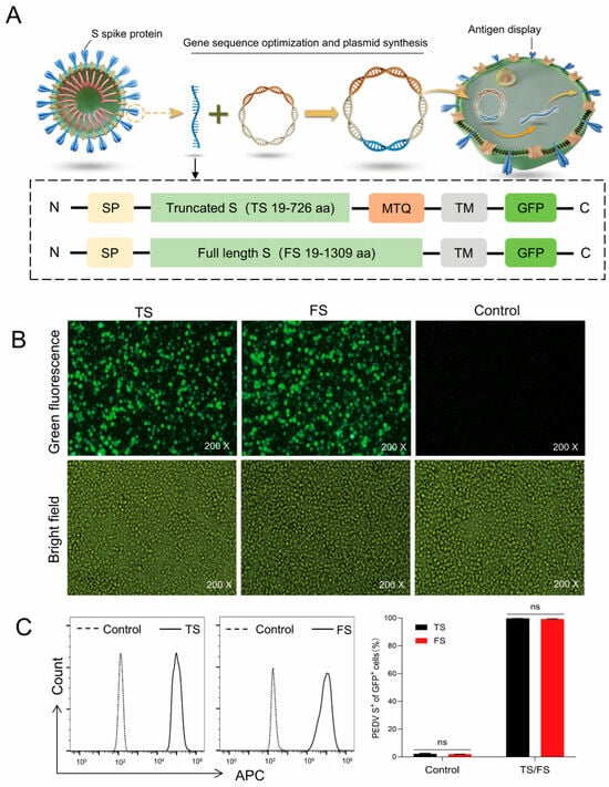 Design and expression validation of PEDV S protein. (A) Schematic diagram of the vector design and protein expression on membrane surface. FS: full-length S protein of PEDV; TS: truncated S protein of PEDV; SP: IgGκ signal peptide (sequence: METDTLLLWVLLLWVPGSTGD); MTQ: trimer tag; TM: transmembrane area. (B) Green fluorescence observation via fluorescence microscopy after 48 h of transfection. (C) Both GFP and APC signals were detected by flow cytometry after 48 h of transfection; S protein expression on GFP-positive cells was analyzed, using the S-specific antibody (LHHG3-LK4G3) as the primary antibody and an APC-conjugated anti-human IgG as the secondary antibody, with un-transfected Expi293F cells serving as control. (ns, not significant).