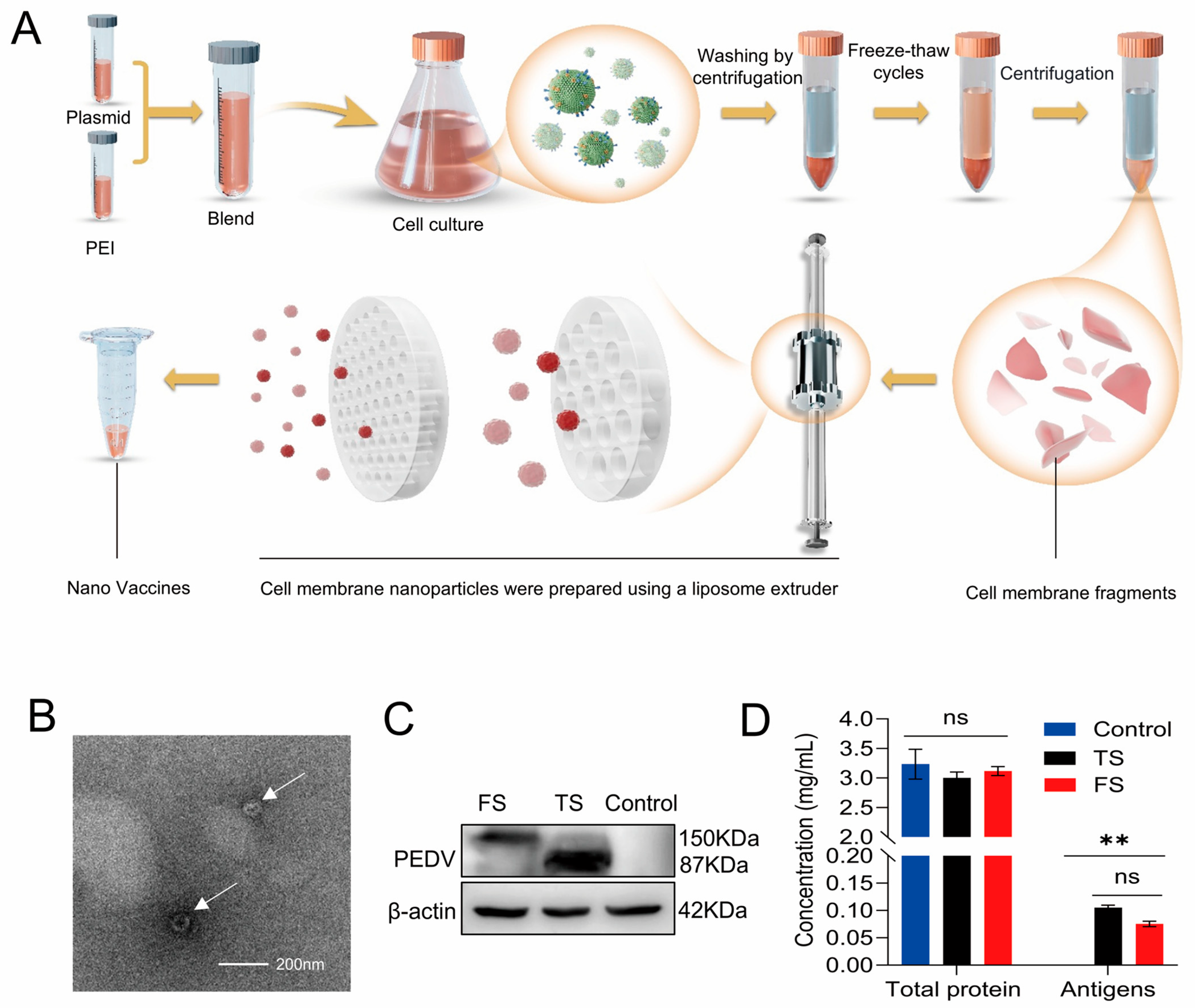 Cells 15 00208 g002 Cells 15 00208 g002