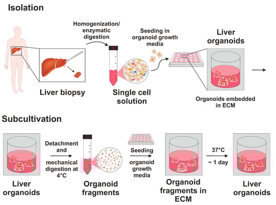 Isolation and subcultivation of patient-derived liver organoids. Isolation and subcultivation of organoids was conducted following the method outlined by Broutier et al. [14]. During the isolation process, liver biopsies were obtained during a surgical procedure. The tissues were then digested into single cells through homogenization and enzymatic digestion. These single cells were then embedded into an extracellular matrix (ECM) and cultivated in organoid initiation medium. Subsequently, for the subcultivation of the organoids, ECM was detached, and the organoids were mechanically divided into fragments. These fragments were then re-embedded into the ECM and cultured in organoid growth media.