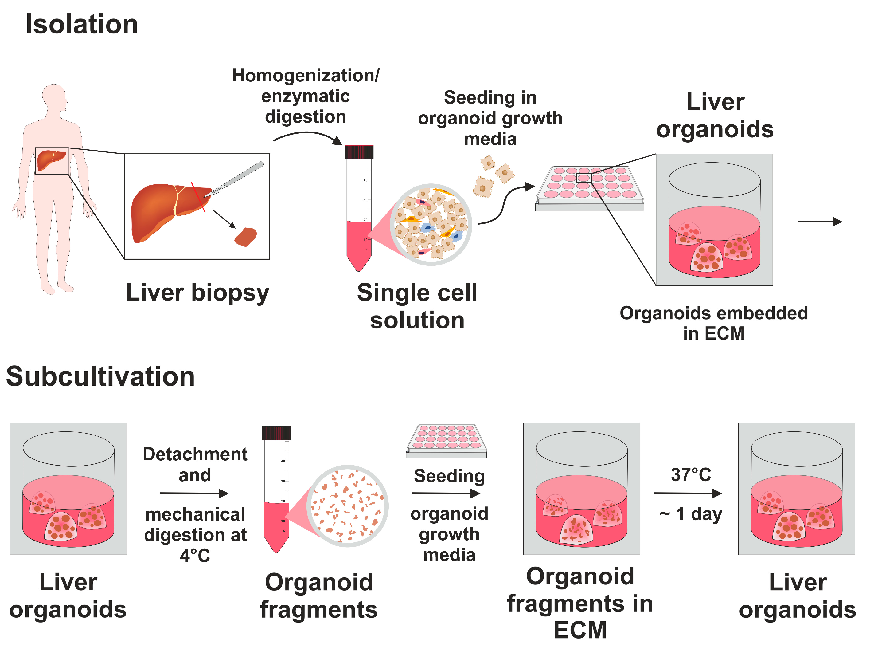 Cells 15 00216 g001 Cells 15 00216 g001