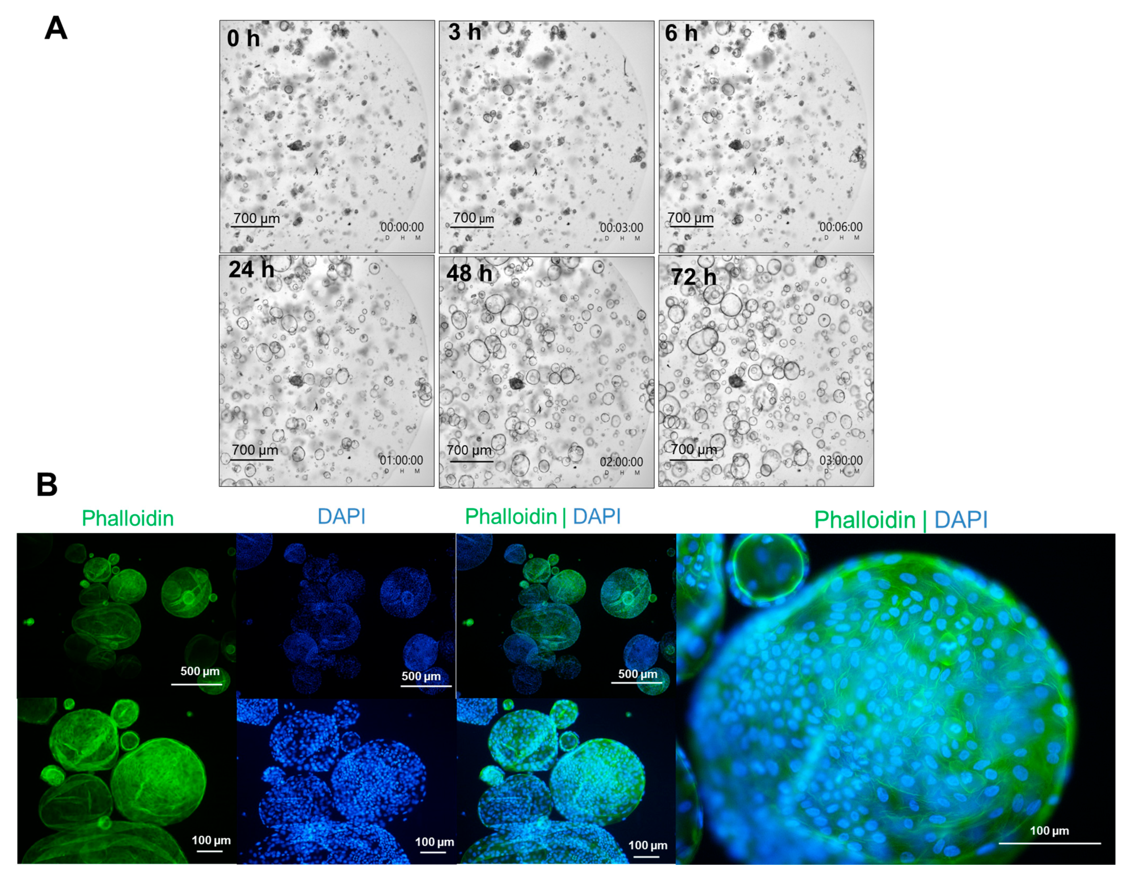 Cells 15 00216 g002 Cells 15 00216 g002