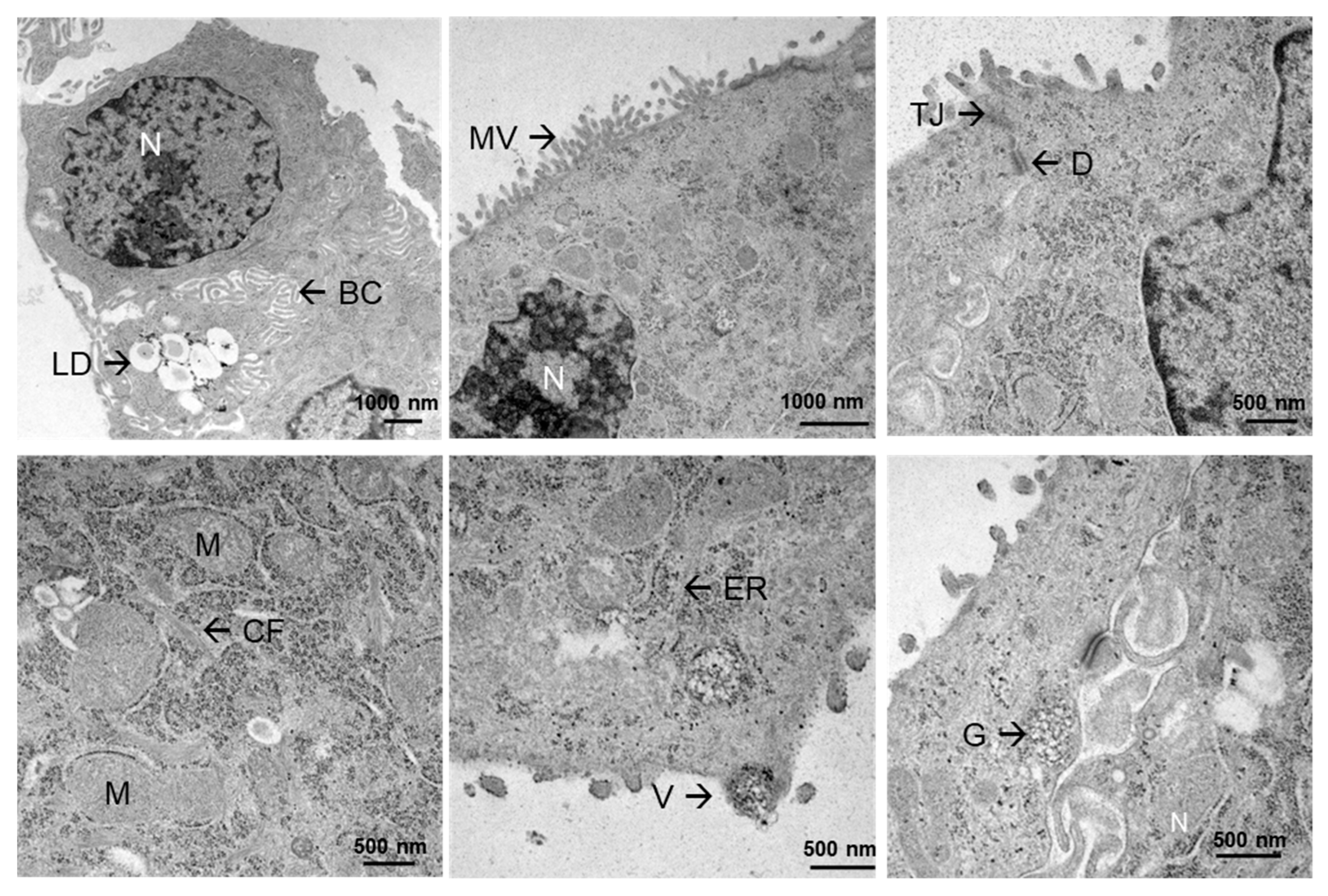 Cells 15 00216 g003 Cells 15 00216 g003