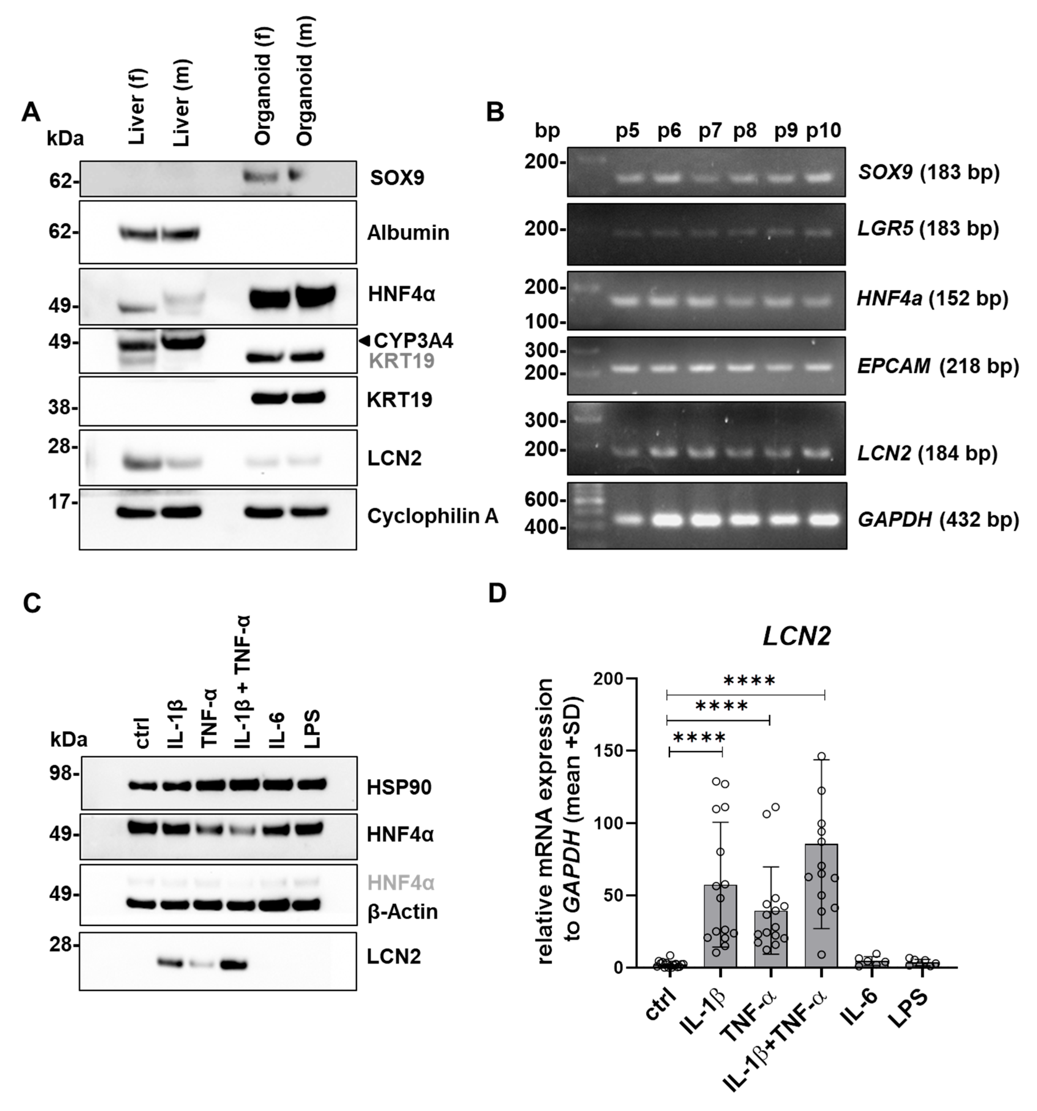 Cells 15 00216 g004 Cells 15 00216 g004