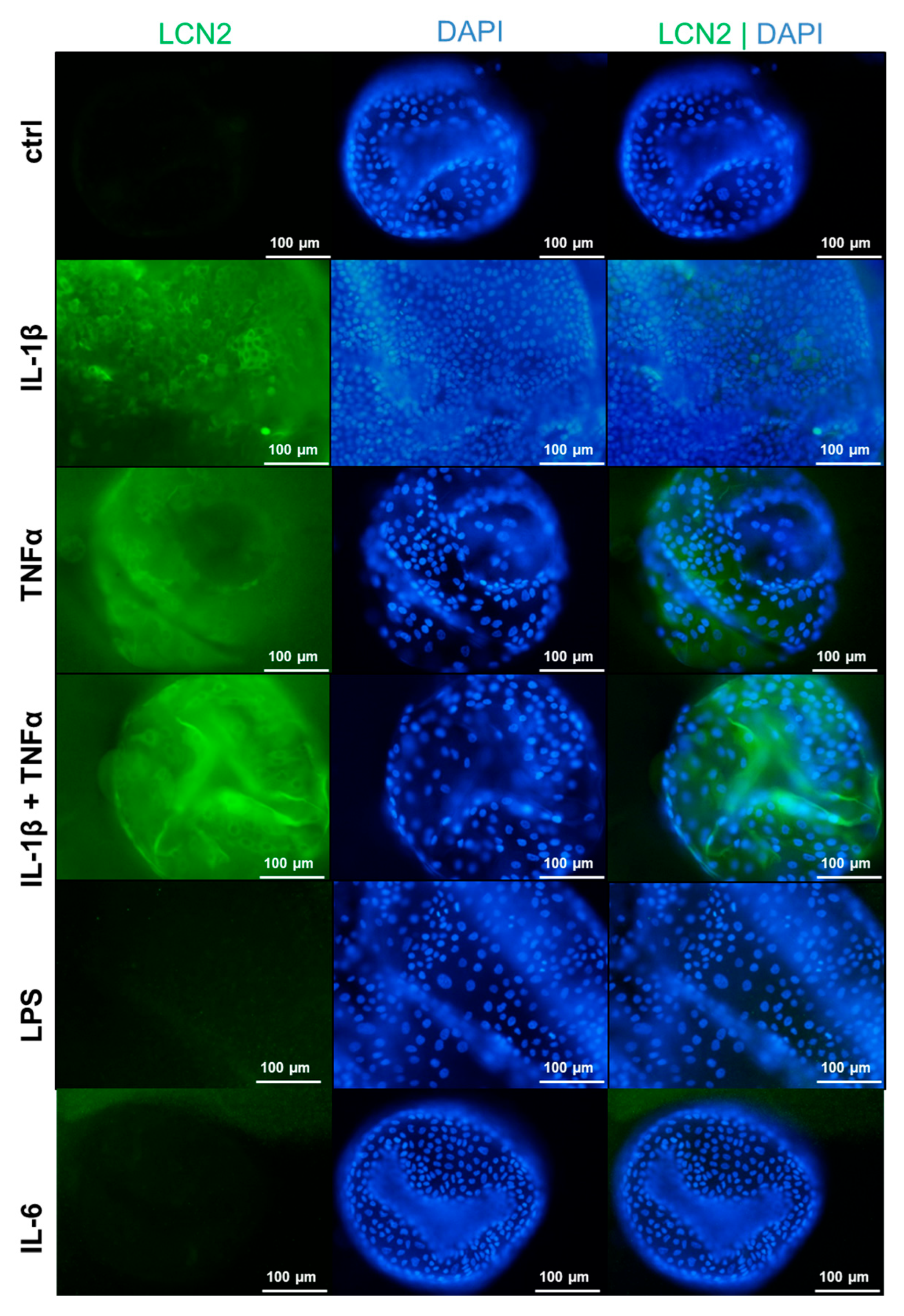 Cells 15 00216 g005 Cells 15 00216 g005
