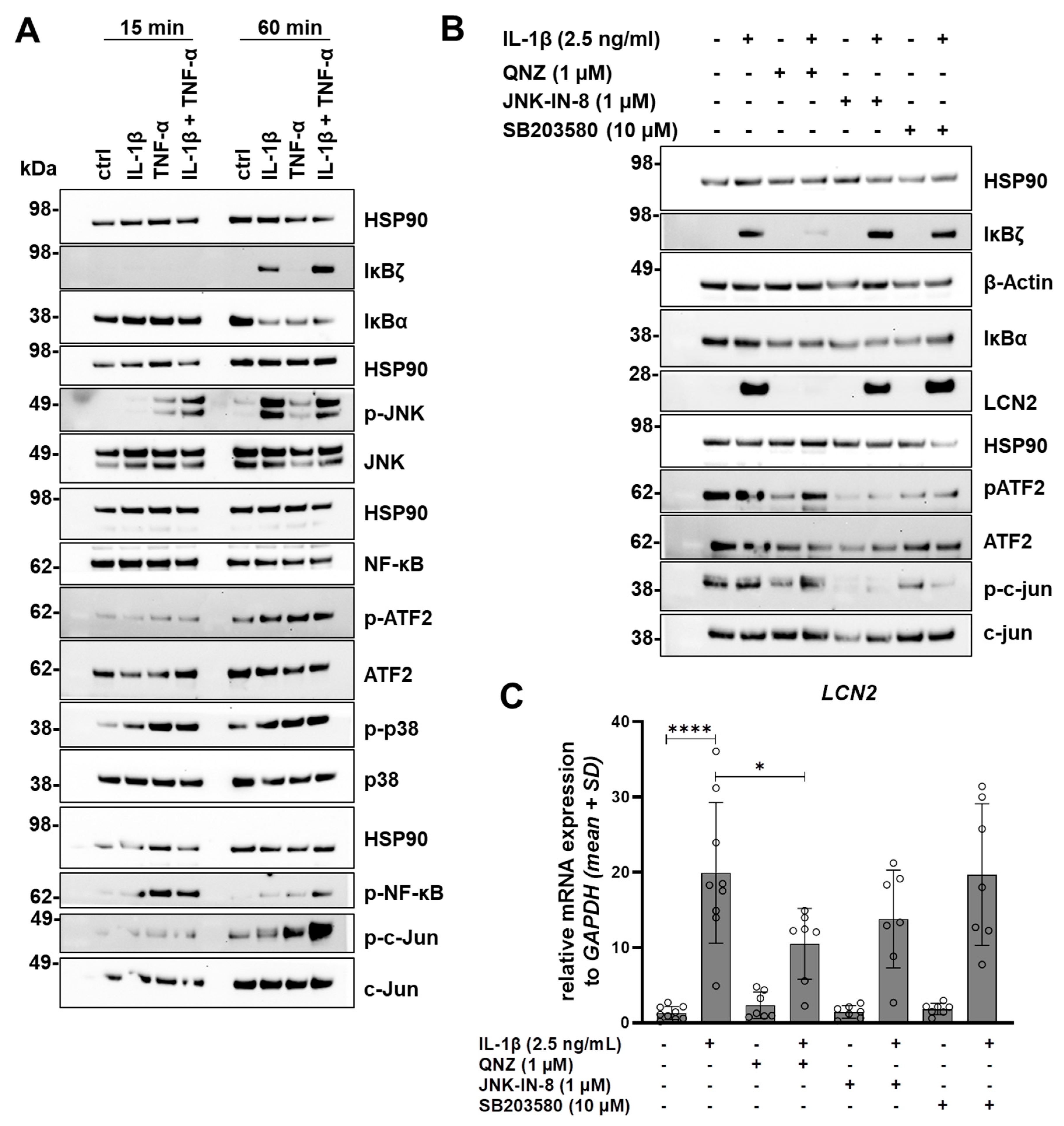 Cells 15 00216 g006 Cells 15 00216 g006