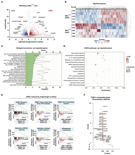 Early anabolic response defines the molecular signature of aortopathy in the Ang II-infused ApoE-deficient mouse-AAA model. (A) Volcano plot of differentially expressed transcripts (DET) in SRAs after 24 h of Ang II treatment. Each point shows the average fold change and associated p-adjusted value for a single transcript, comparing Ang II (n = 5 mice) with saline (n = 5 mice). Colored numbers indicate the number of significantly induced (red) and reduced (blue) transcripts at the given threshold (dotted lines), as indicated in Materials and methods. (B) Heatmap of significant DET. Expression fold changes have been transformed to z-scores, and clustering has been performed on rows (mice) and columns (transcripts). (C) Functional classification of significant upregulated DET with Metascape for the Gene Ontology: Biological Processes collection of gene sets. Green bars indicate p-values (−Log10), and dots indicate the number of genes per pathway. (D) Functional classification as in C, but for KEGG pathways, using an enrichment bubble plot. The X-axis represents the enrichment factor (number of genes/all genes from pathway), XgeneInGO indicates the number of genes (bubble size), and −LogP indicates significance based on the p-value. (E) Gene set enrichment analyses (GSEAs) on all normalized transcripts in control (saline) and Ang II-treated mice. NES: Normalized enrichment score; NOM p: nominal p-value; FDR q: false discovery rate-adjusted q-value. (F) Over-representation of TFBS in the promoter (−950 to +50) of significantly induced DET in Ang II-treated versus saline-treated mice. Red dots indicate significant over-representation with a p-value < 0.05. Labeled dots also have a black outline.