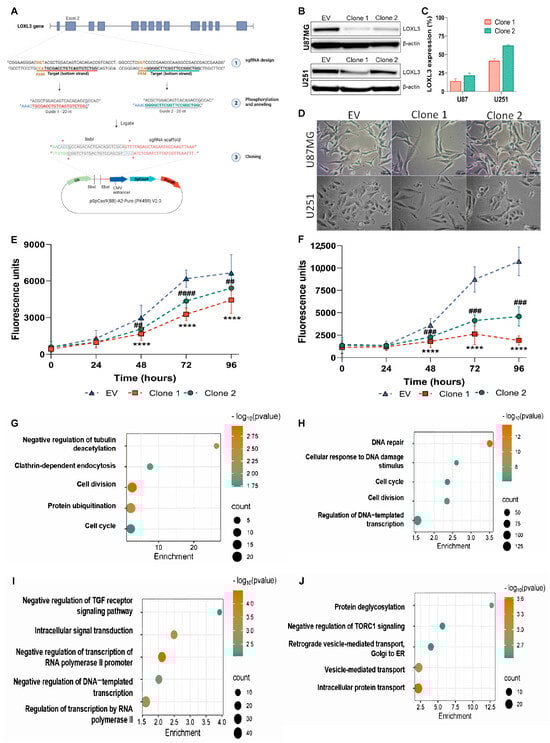 CRISPR-Cas9-mediated LOXL3 reduction in U87MG and U251 cell lines: (A) Schematic representation of the LOXL3 silencing strategy using CRISPR-Cas9 with two unique single guide RNAs (sgRNAs). (B) Western blot of LOXL3 protein levels in EV controls and LOXL3 partial knockout clones (clones 1 and 2). β-actin served as a protein loading control. LOXL3: 83 kDa; β-actin: 42 kDa. (C) Quantification of LOXL3 expression normalized to β-actin and EV controls in U87MG and U251 cells. Results are expressed as percentages relative to the EV controls (mean ± SD). (D) Representative phase-contrast images showing the morphological characteristics of EV controls and LOXL3-KD clones. (E,F) Cell viability of EV controls and LOXL3-KD clones in U87MG and U251 cells, respectively, measured over time. Data are presented as mean ± SD. Statistical significances of clones 1 and 2 versus EV controls at each time point: ## p ≤ 0.01, ### p ≤ 0.001, **** or #### p ≤ 0.0001. (G–J) RNA-seq analysis of LOXL3 partial knockout U87MG and U251 cells compared with EV controls. Top five enriched Gene Ontology biological processes for downregulated (G,H) and upregulated (I,J) genes in U87MG and U251 cells, respectively. EV, empty vector; SD, standard deviation.