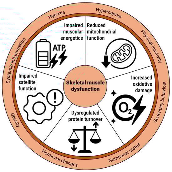Overview of key cellular mechanisms leading to limb skeletal muscle dysfunction in COPD.