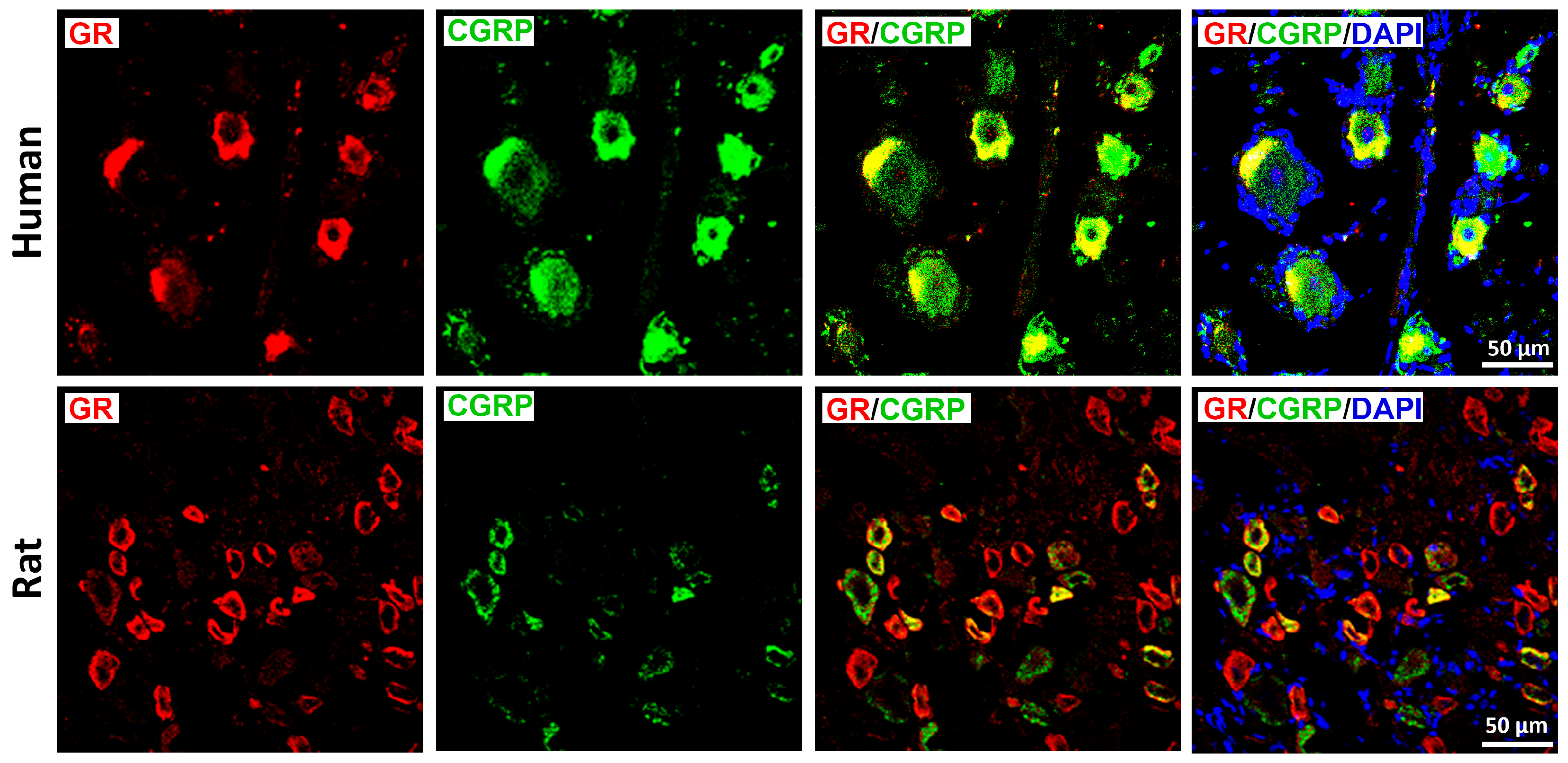 Cells 15 00223 g002 Cells 15 00223 g002