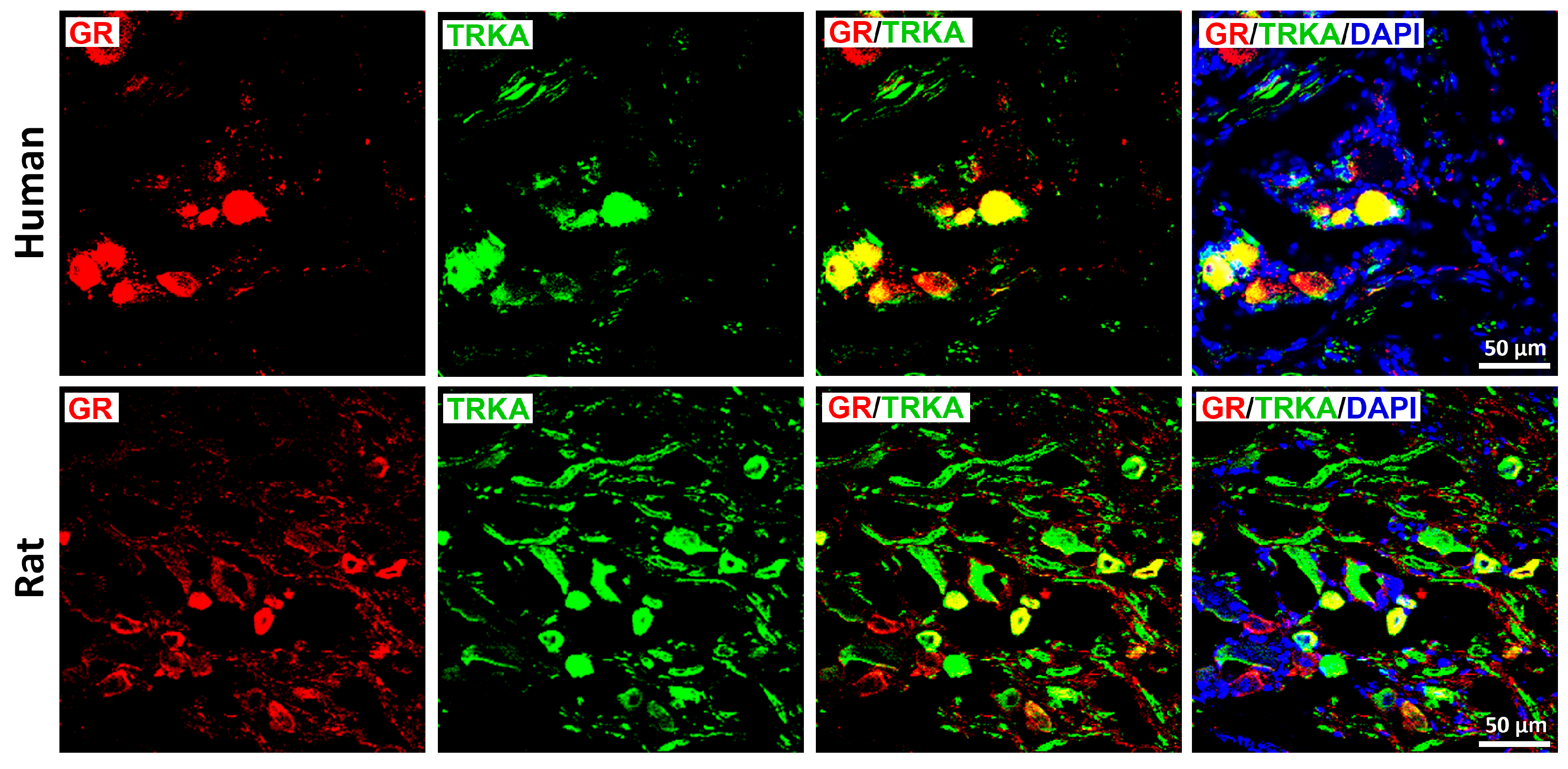 Cells 15 00223 g003 Cells 15 00223 g003
