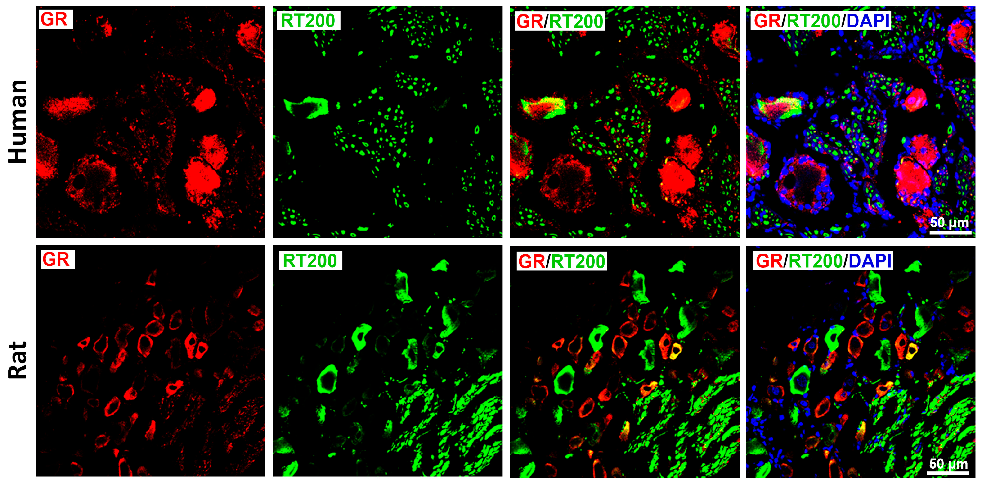 Cells 15 00223 g004 Cells 15 00223 g004