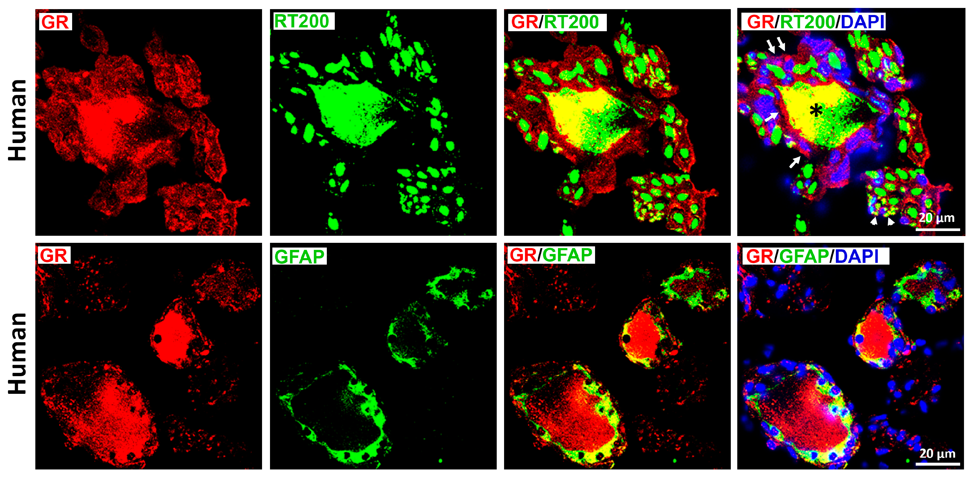 Cells 15 00223 g005 Cells 15 00223 g005