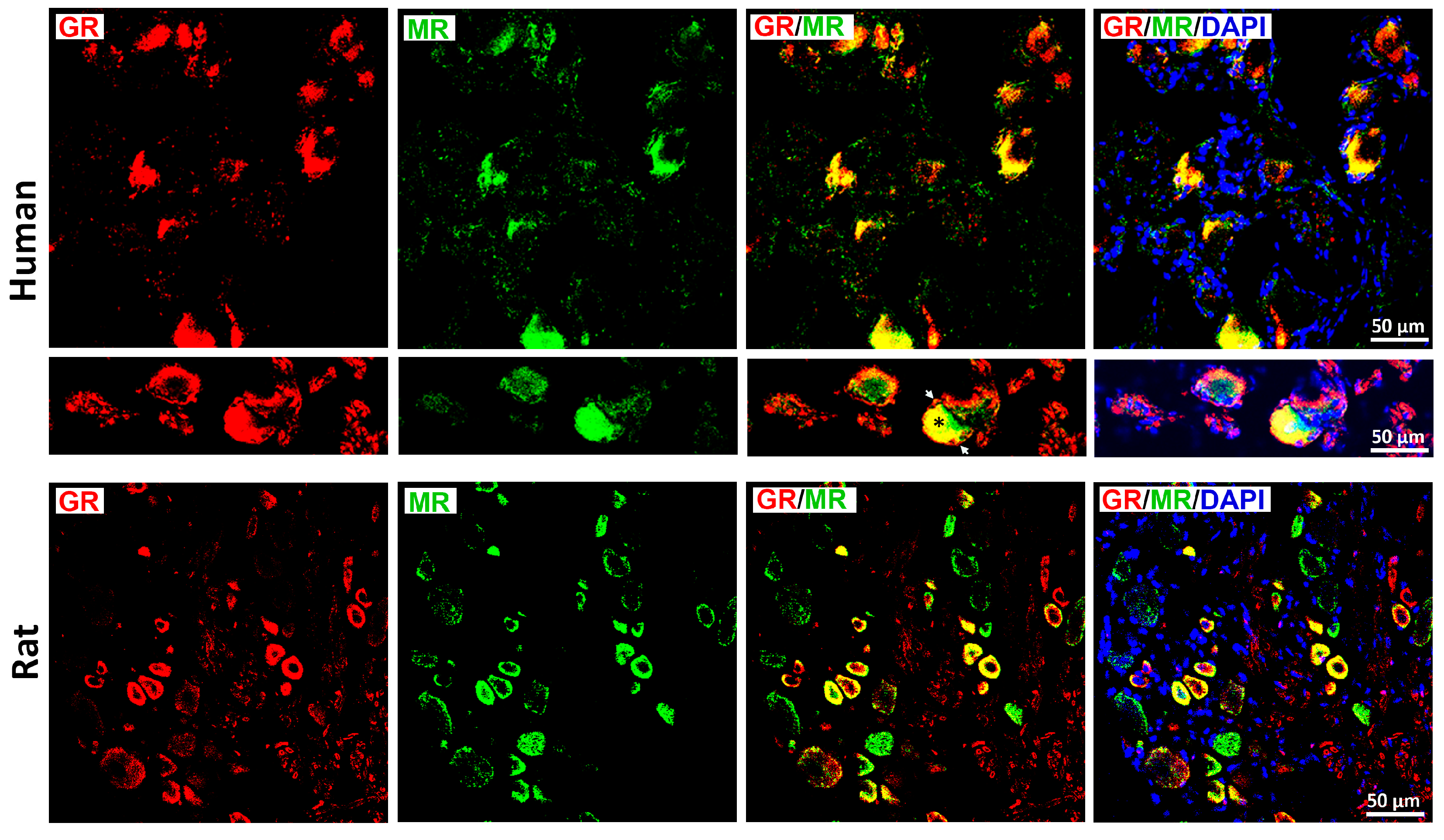 Cells 15 00223 g006 Cells 15 00223 g006