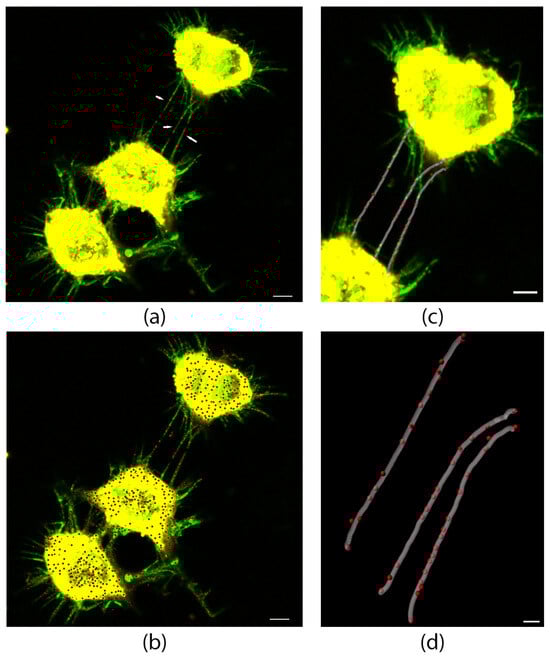 L-plastin localizes within TNTs and proto-TNTs in CAD cells treated with hydrogen peroxide. CAD cells were treated with 100 μM H2O2 for 5 min to increase the number of TNTs between cells, fixed and labeled with anti-L-plastin antibody (red) and the membrane dye WGA-green to identify cellular protrusions (green). (a) A confocal microscopy 3D representative image of CAD cells connected with TNTs (white arrows). (b) 3D reconstruction image using Imaris software, employing “spot rendering” to identify L-plastin localization (red) within TNTs and along proto-TNTs. (c) 3D reconstruction image using Imaris software, employing “spot rendering” plus “filament tracer” to enhance the visualization of L-plastin puncta (in red) within TNTs (gray). (d) Zoom in of the 3D reconstruction using filament tracer and spot rendering in (c). All scale bars are 2 μm in length.