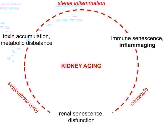 Vicious circle of pathophysiological events driving renal and systemic aging.