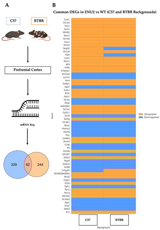 Transcriptomic analysis reveals a conserved set of differentially expressed genes (DEGs) between C57enu2 and BTBRenu2 mice. (A) Experimental plan and Venn diagram showing the overlap between DEGs identified in C57 (n = 391) and BTBR (n = 306) mice. DEGs were defined using an FDR-corrected p-value (Padj < 0.05). (B) Heatmap of the 62 overlapping DEGs between enu2 mutations on C57 and BTBR backgrounds. Genes are ordered by hierarchical clustering. Blue indicates downregulation and orange indicates upregulation relative to WT controls. While most genes are regulated similarly in both strains, Nup62, Psph, and Arhgef2 are regulated in opposite directions.