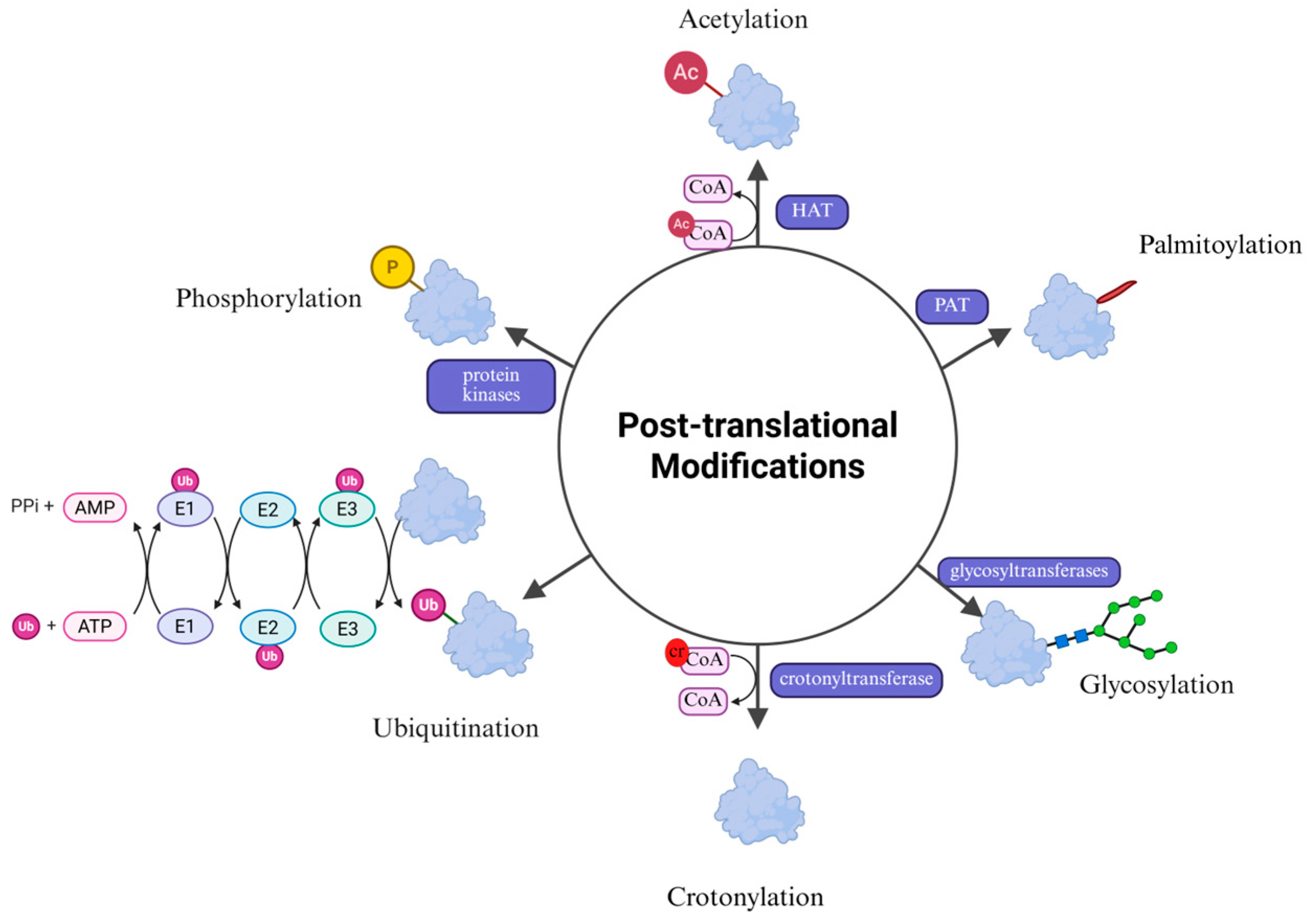 Cells 15 00243 g002 Cells 15 00243 g002