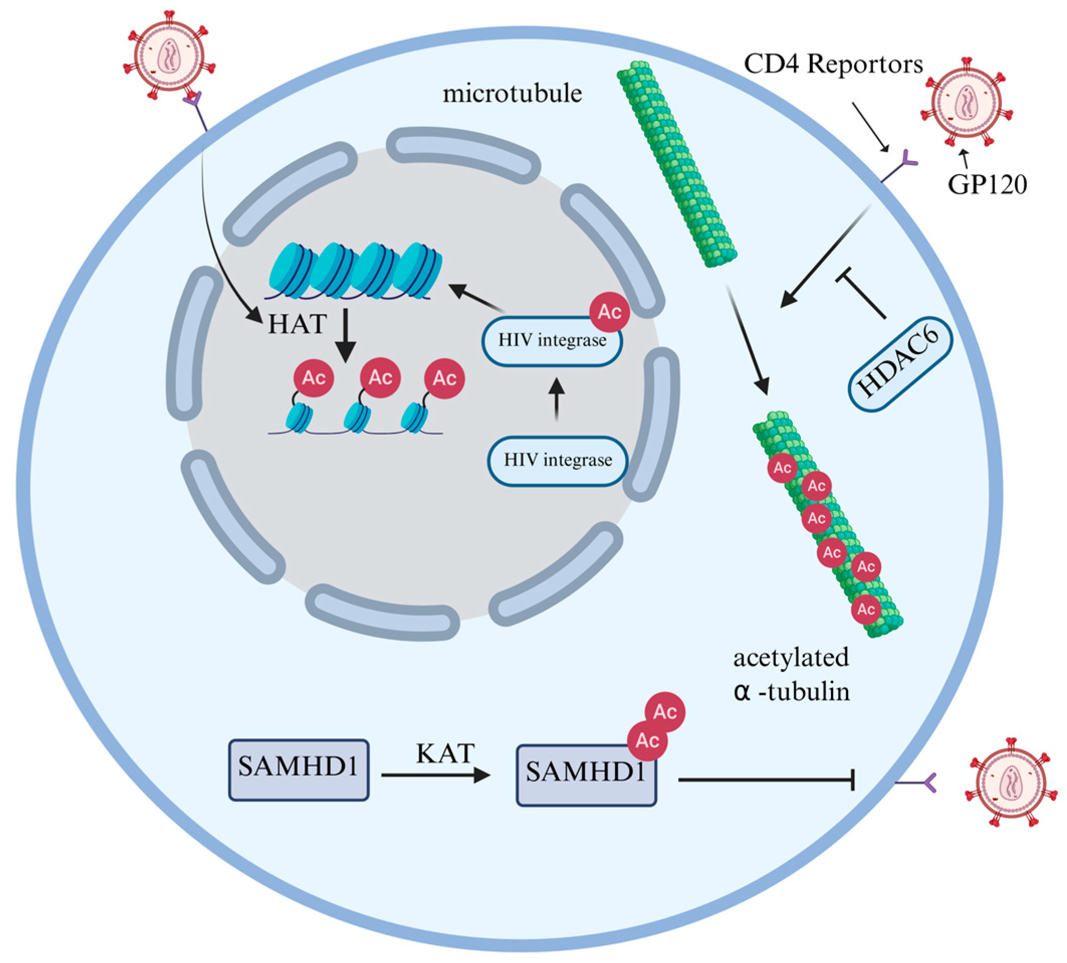 Cells 15 00243 g003 Cells 15 00243 g003