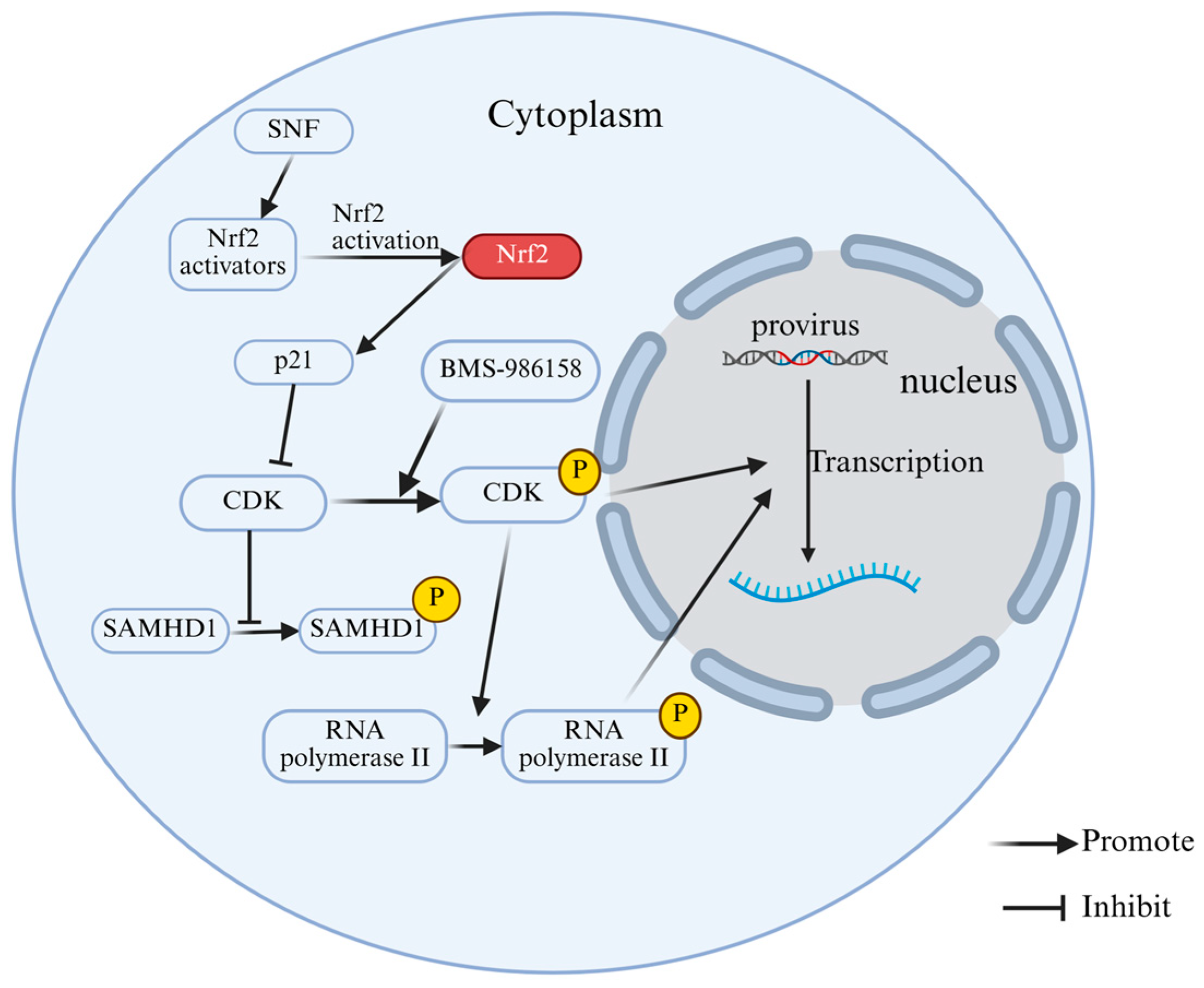 Cells 15 00243 g005 Cells 15 00243 g005