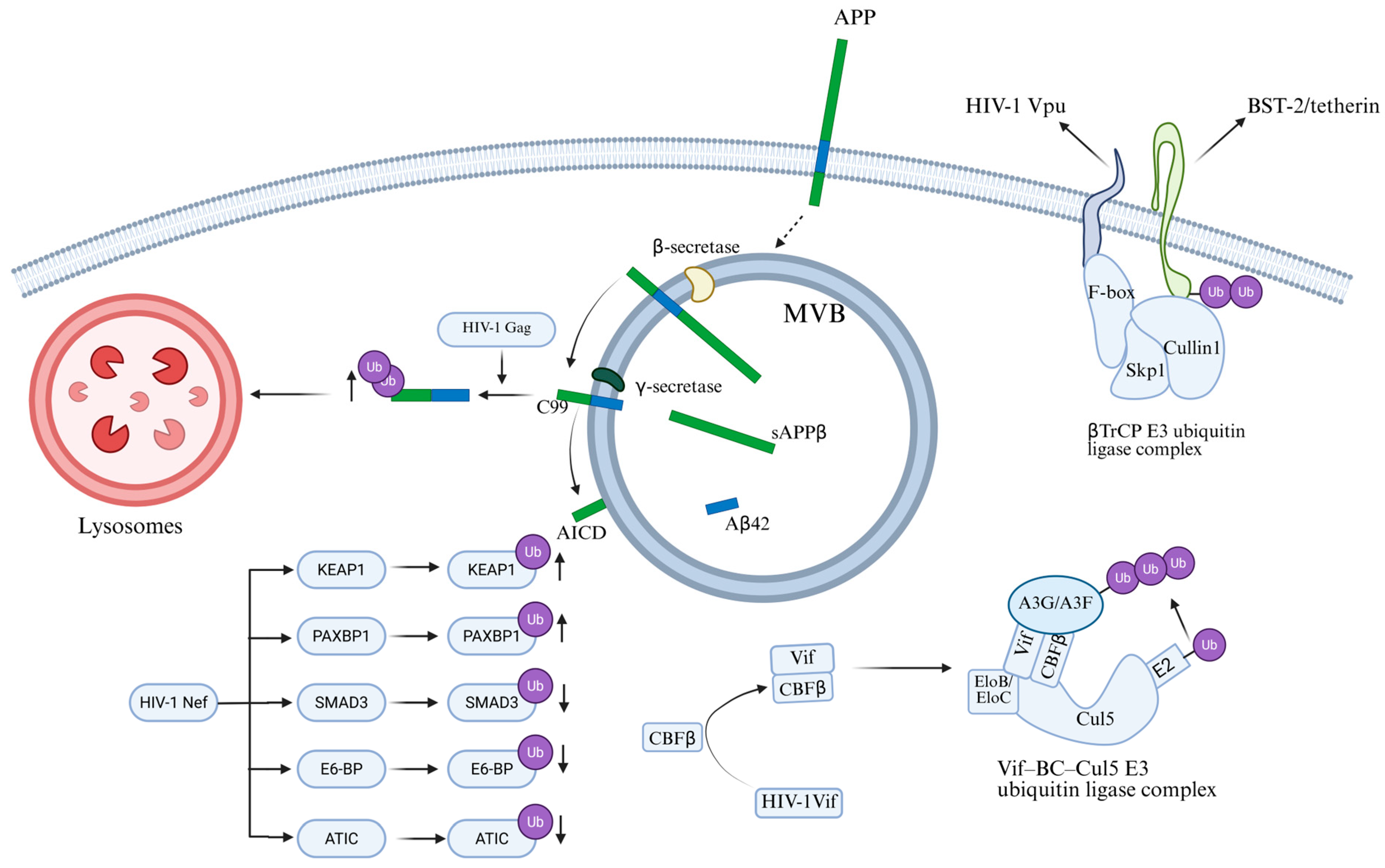 Cells 15 00243 g006 Cells 15 00243 g006