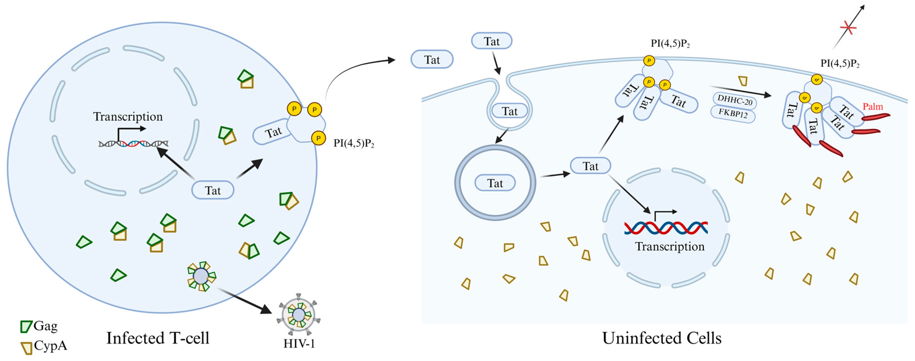 Cells 15 00243 g007 Cells 15 00243 g007