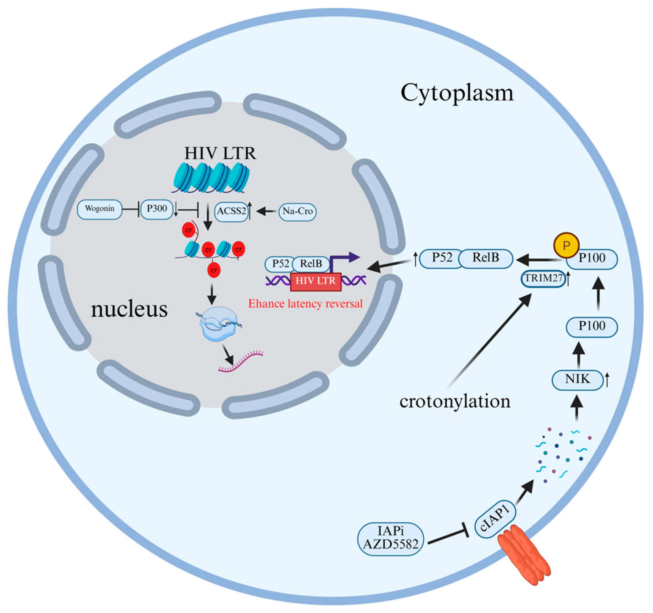Cells 15 00243 g008 Cells 15 00243 g008