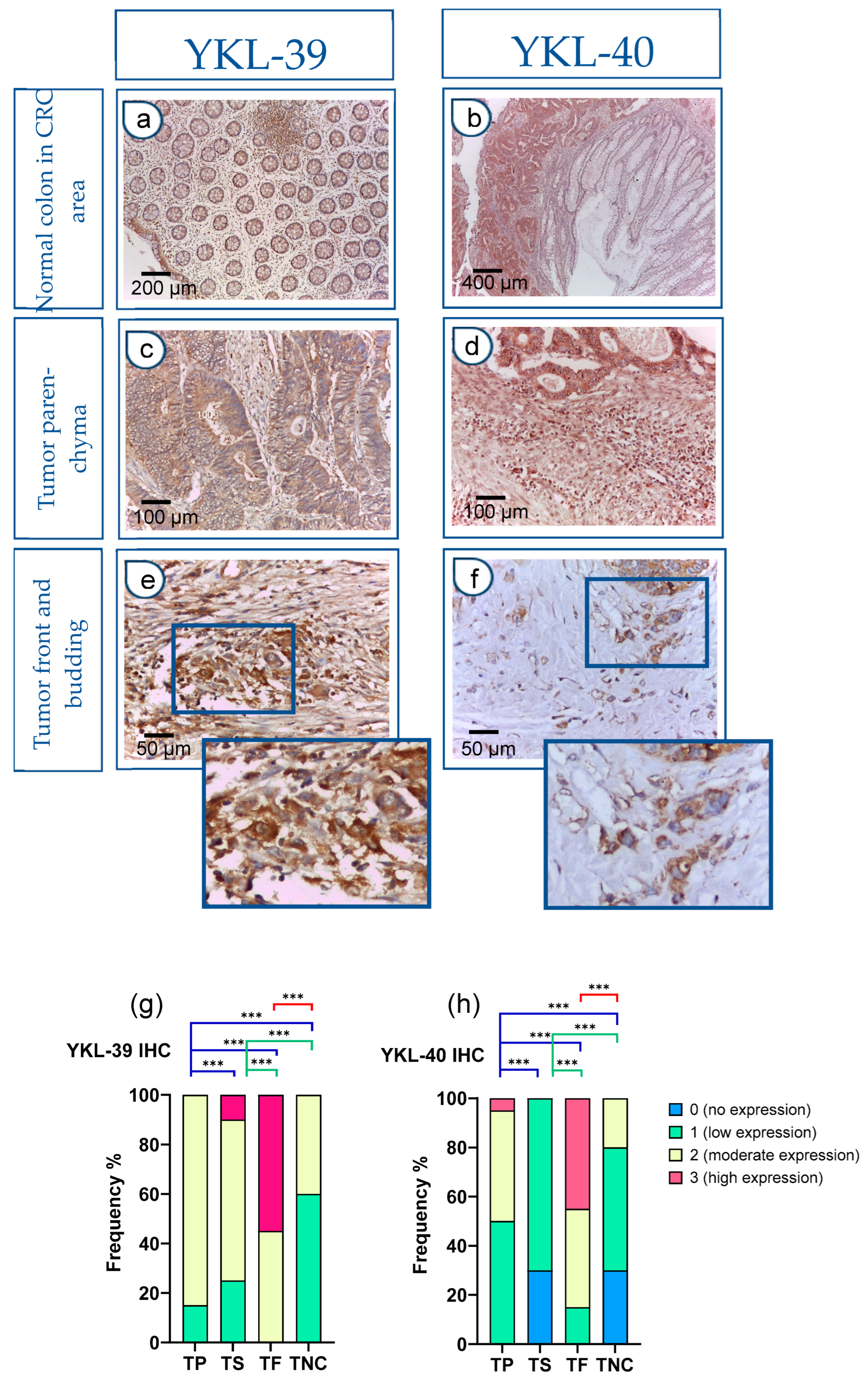 Cells 15 00263 g002 Cells 15 00263 g002