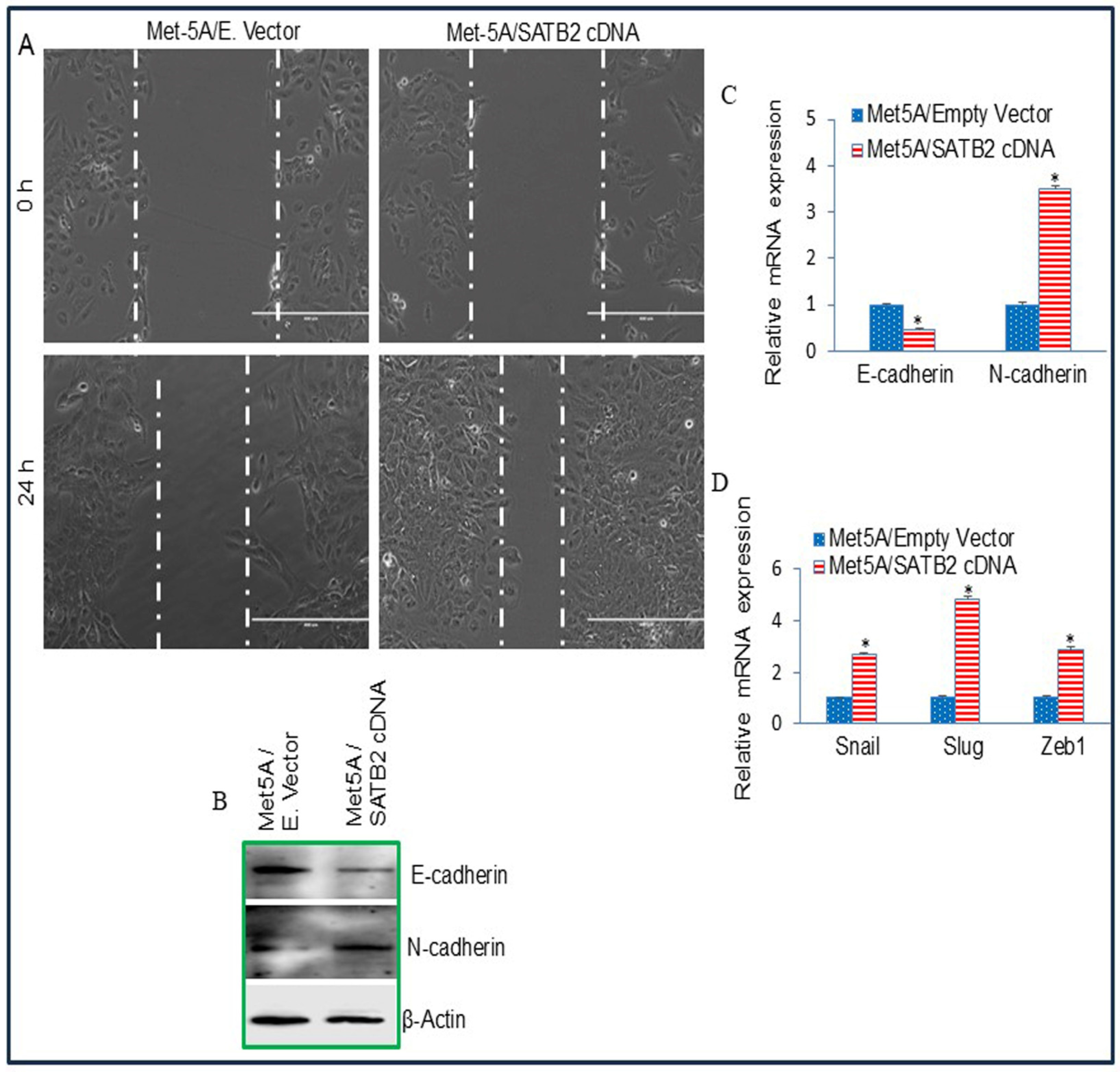 SATB2 Induces Malignant Transformation and Cancer Stem Cell ...