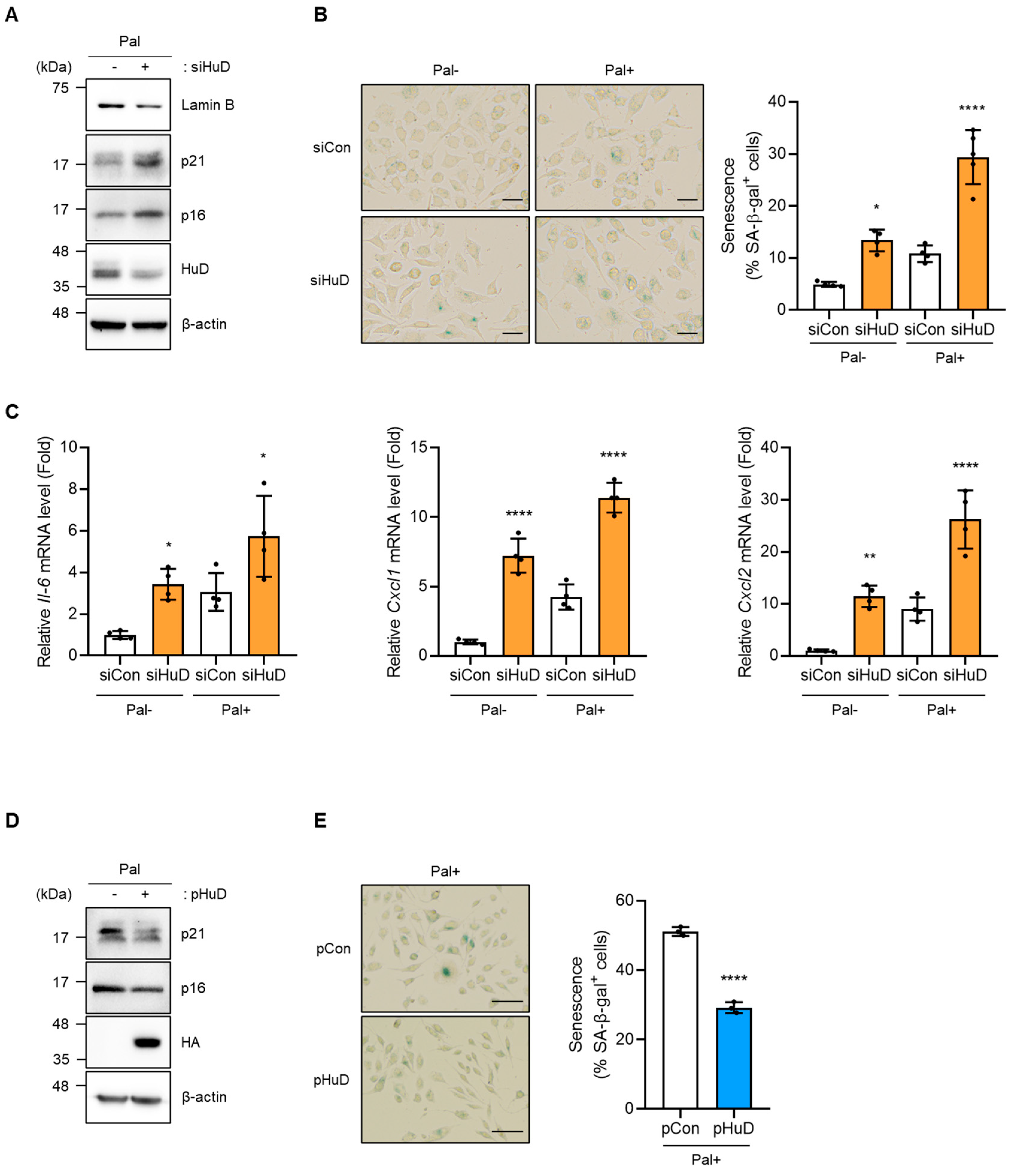 Cells 15 00316 g005 Cells 15 00316 g005