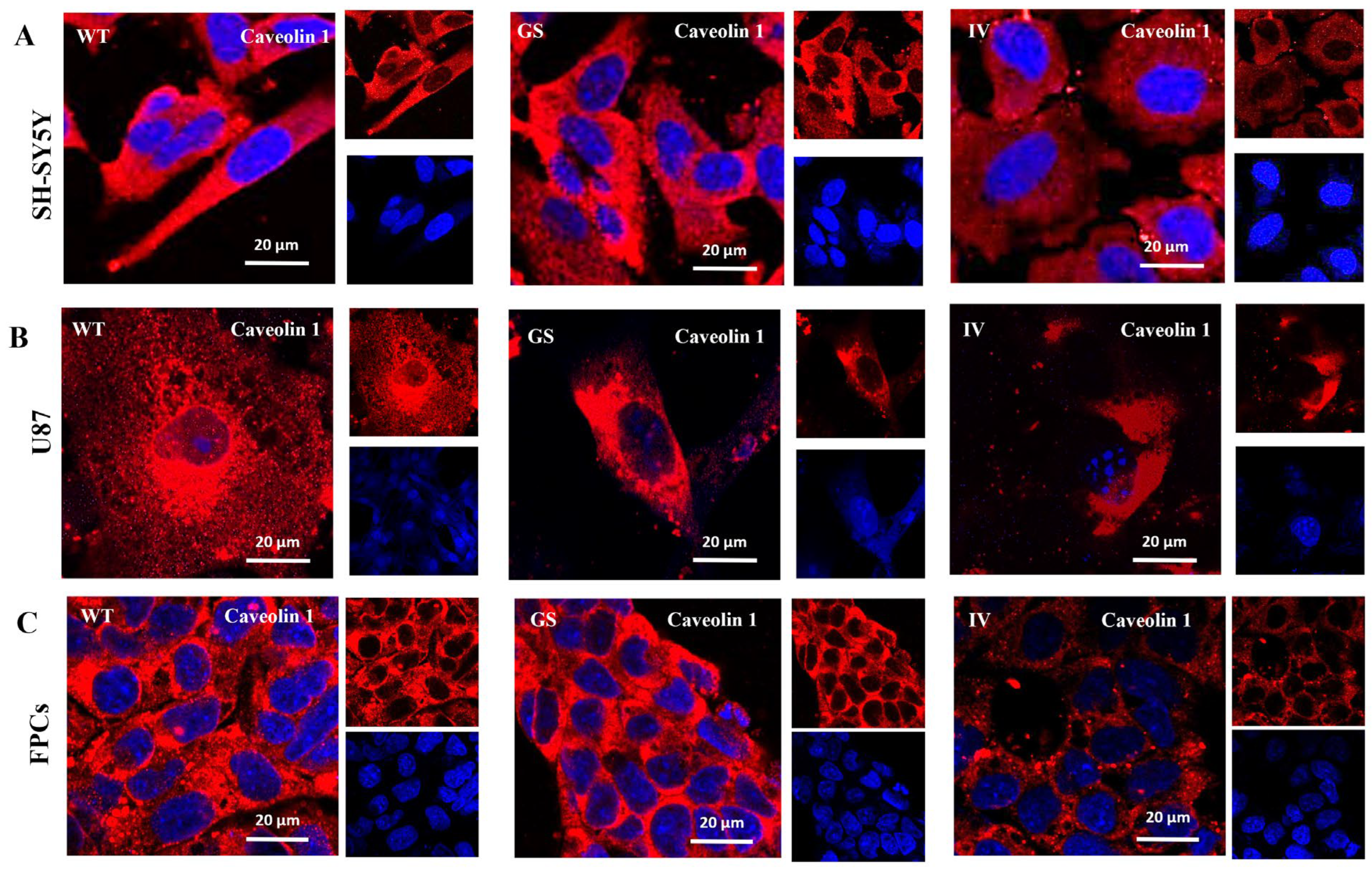 Cells 15 00342 g002a Cells 15 00342 g002a