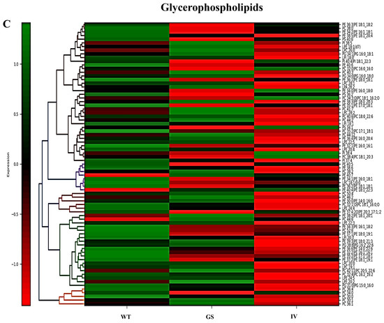 Cells 15 00342 g004c Cells 15 00342 g004c