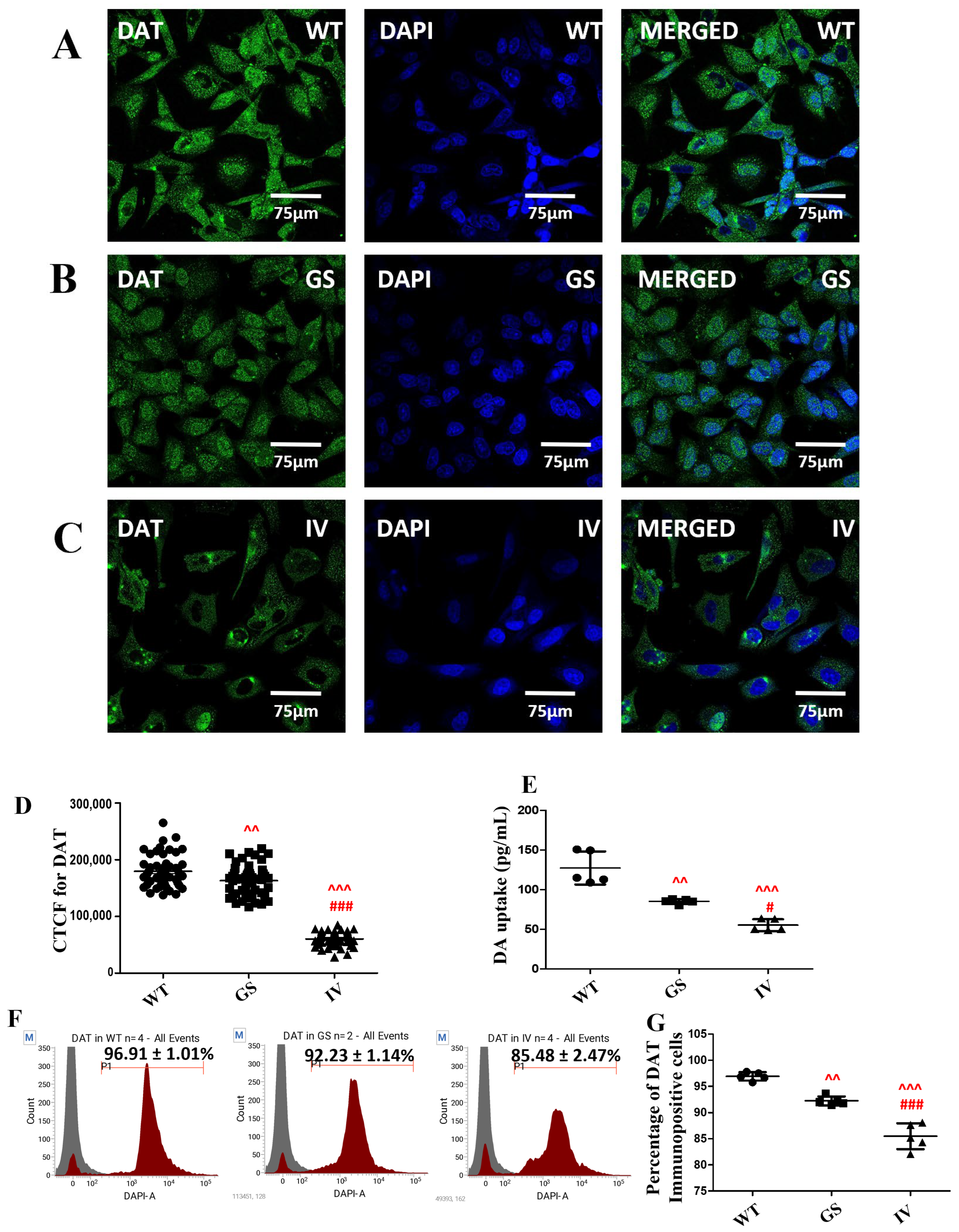 Cells 15 00342 g005 Cells 15 00342 g005
