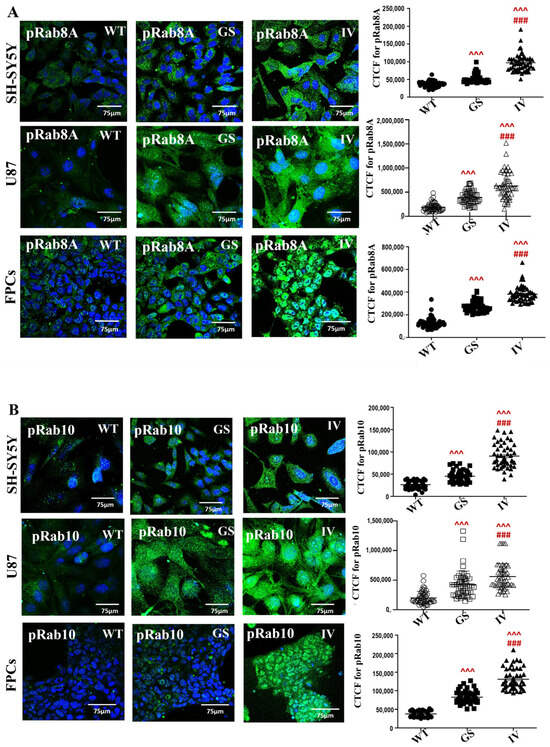 Cells 15 00342 g006a Cells 15 00342 g006a