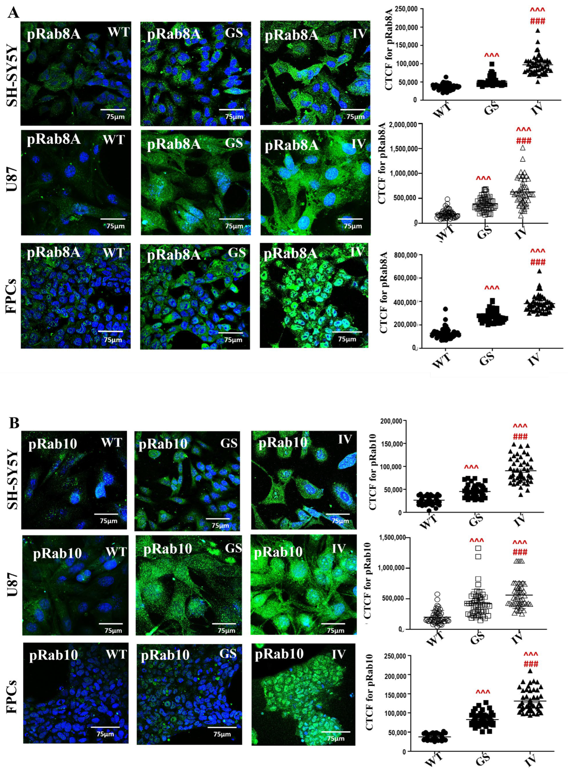 Cells 15 00342 g006a Cells 15 00342 g006a