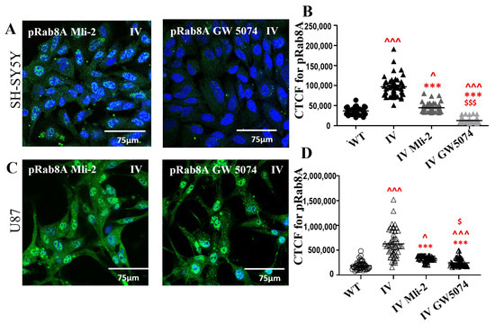 Cells 15 00342 g008a Cells 15 00342 g008a