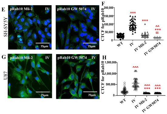 Cells 15 00342 g008b Cells 15 00342 g008b