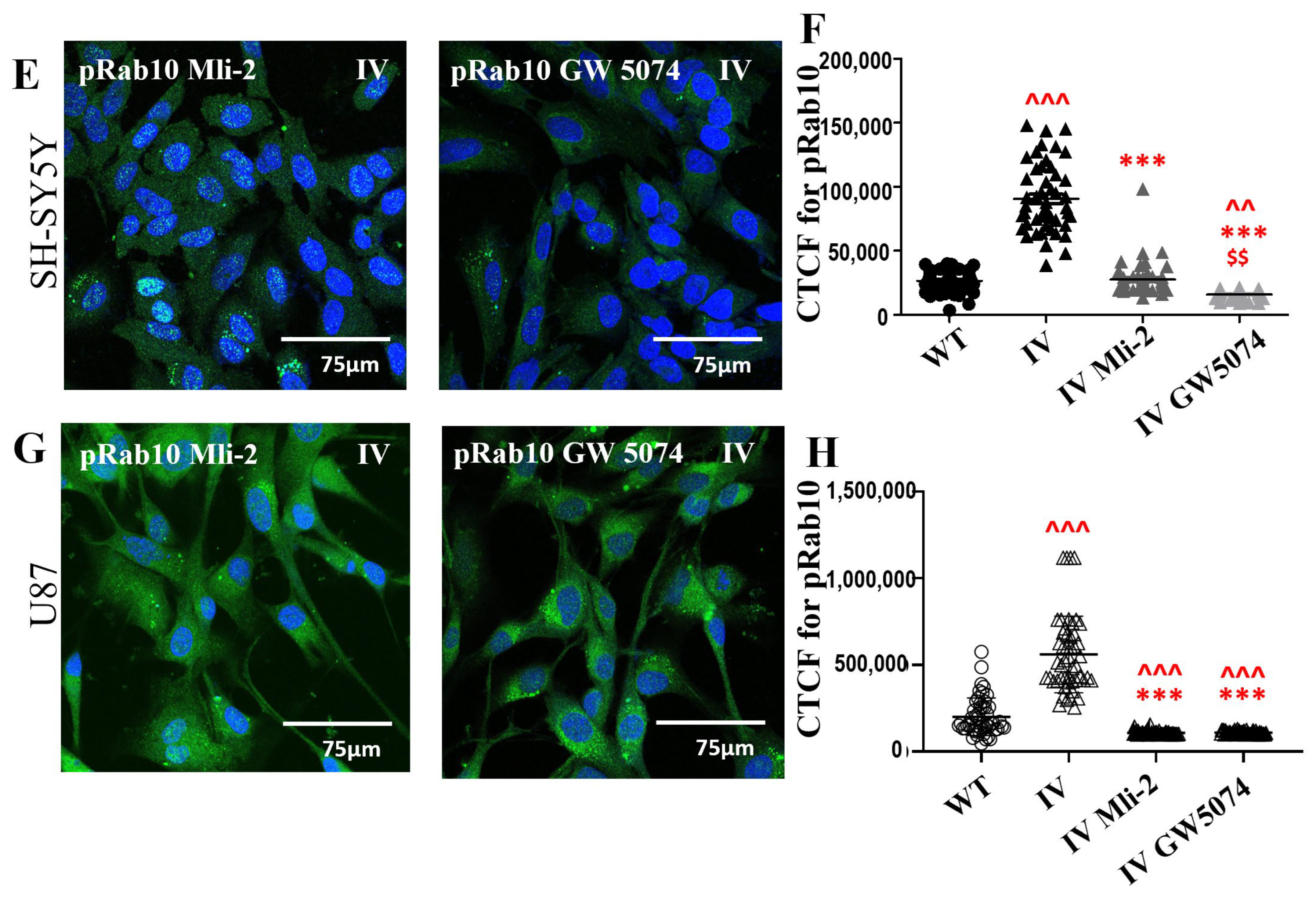 Cells 15 00342 g008b Cells 15 00342 g008b