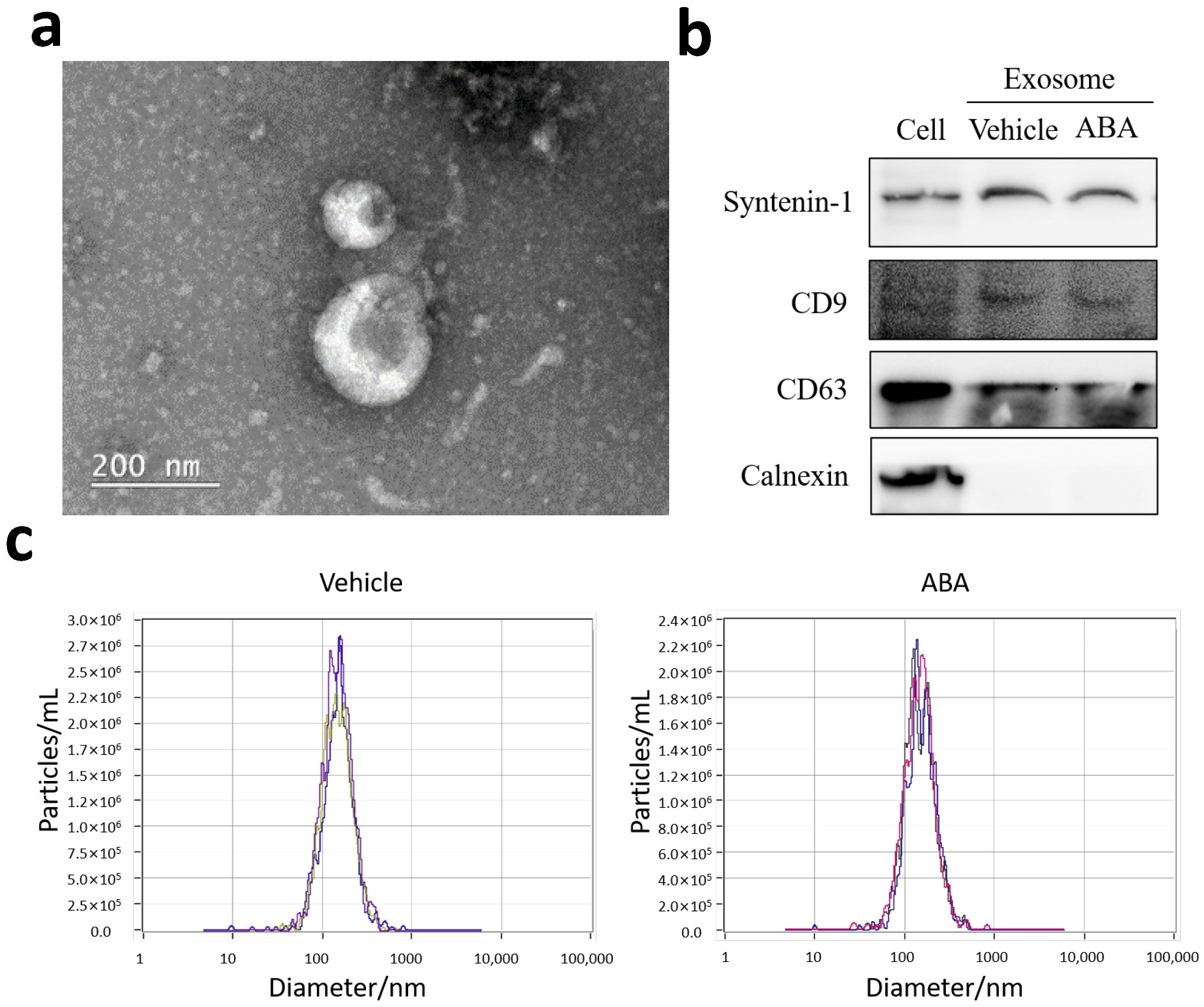 Cells 15 00405 g003 Cells 15 00405 g003