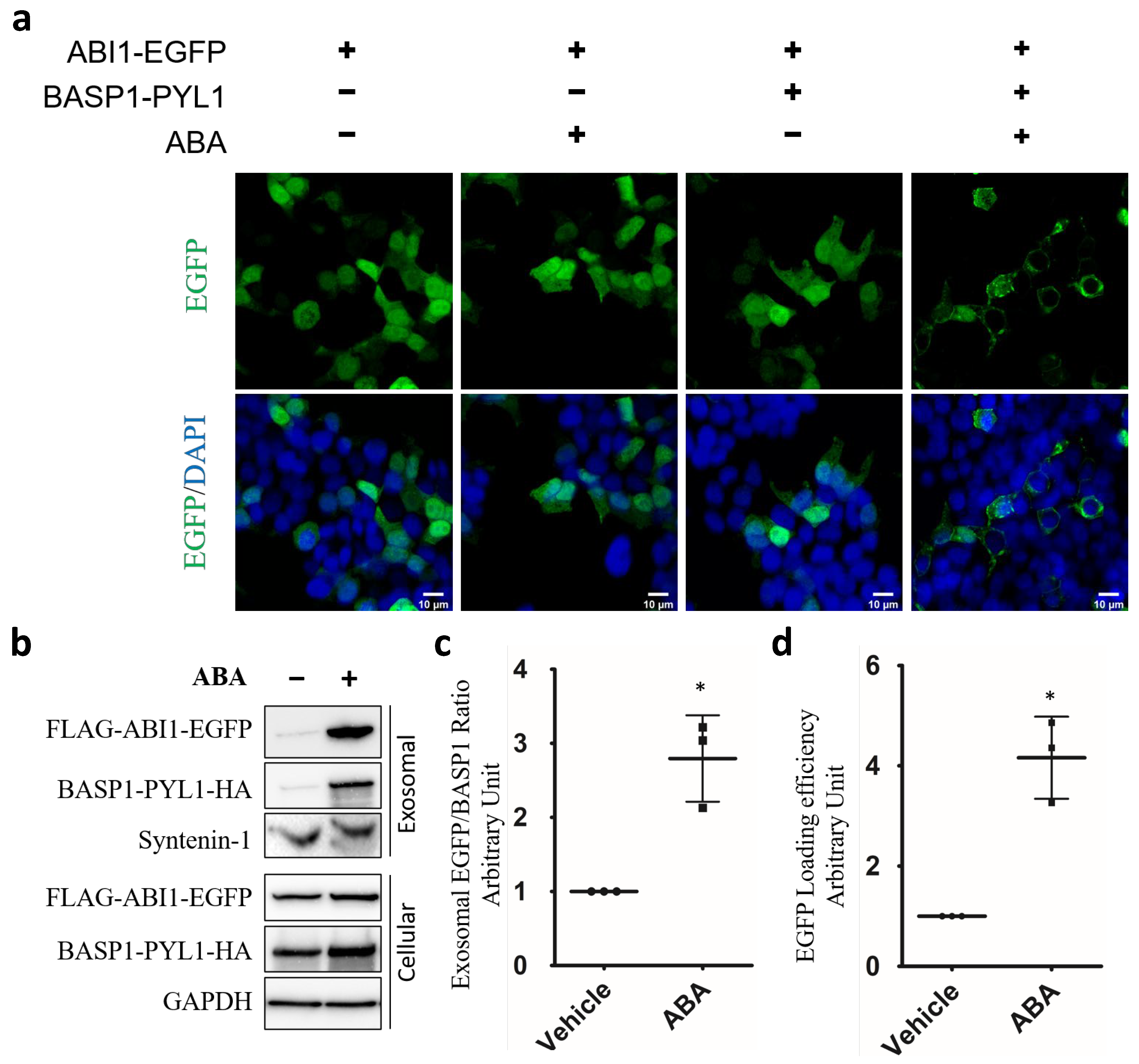 Cells 15 00405 g004 Cells 15 00405 g004