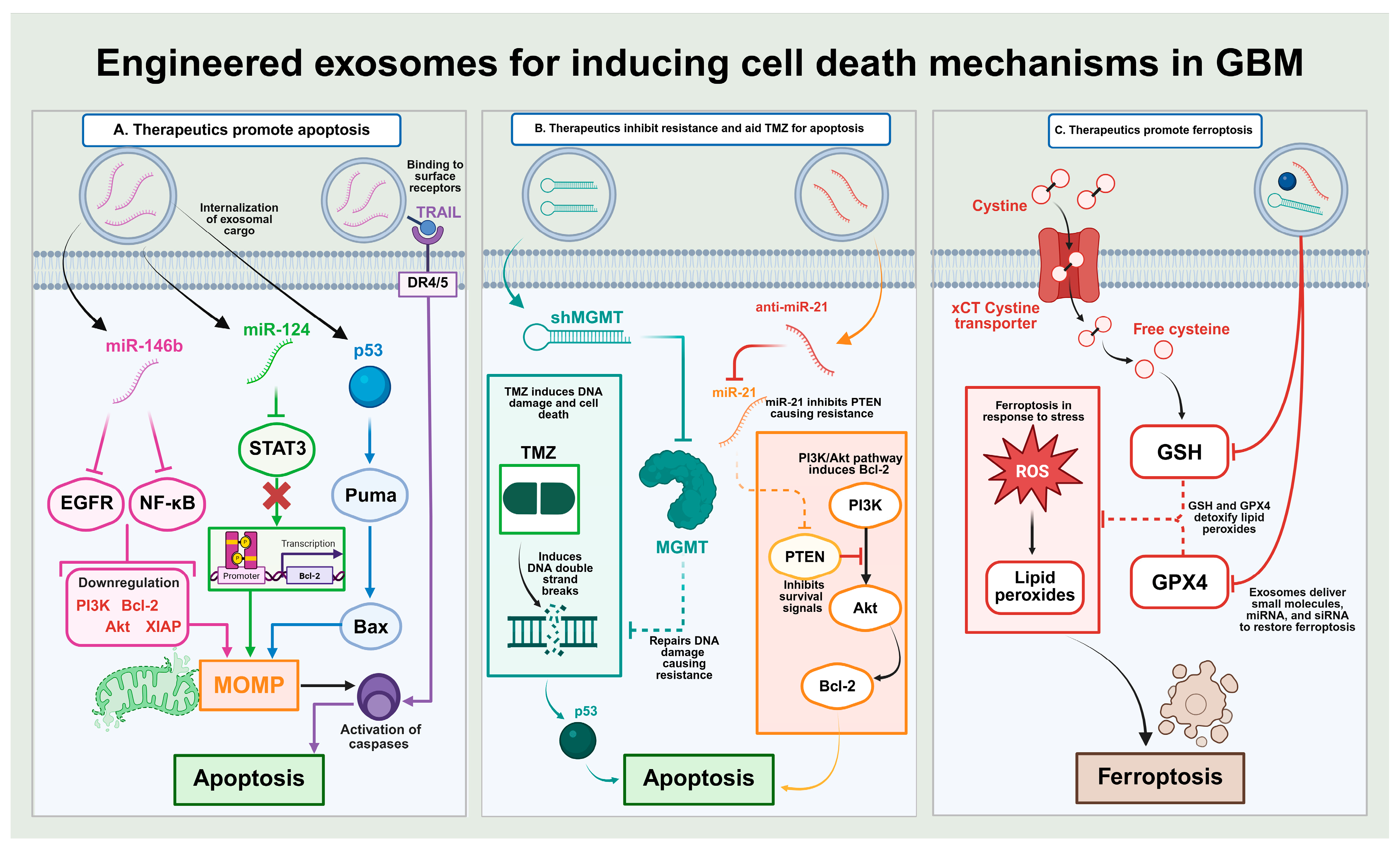 Cells 15 00422 g007 Cells 15 00422 g007