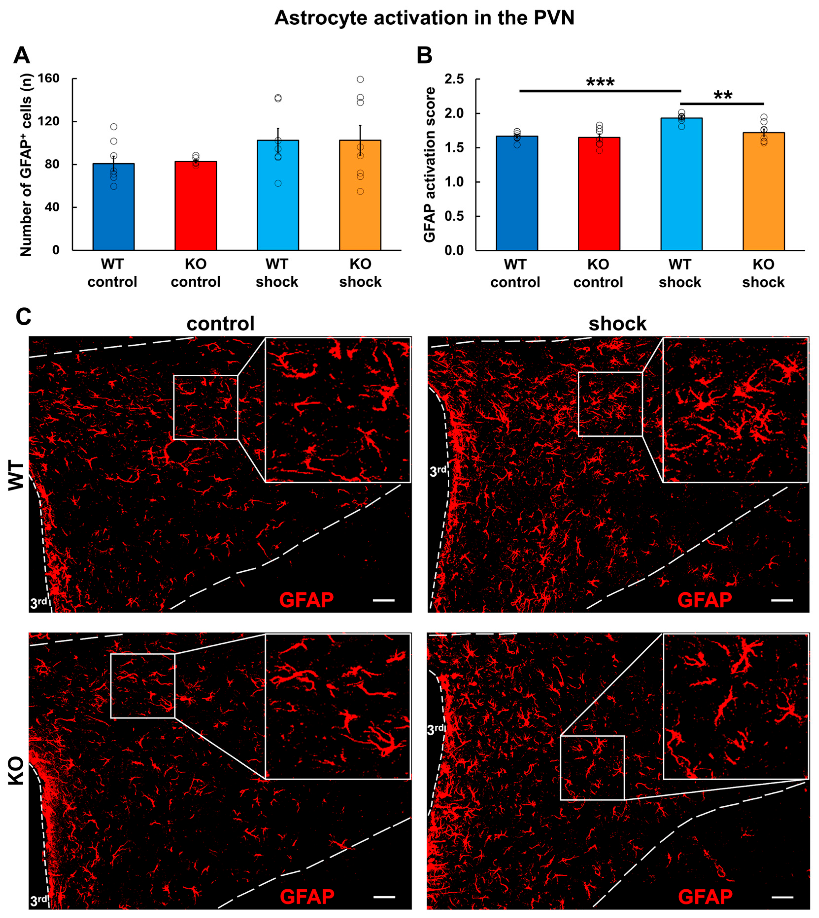 Cells 15 00428 g004 Cells 15 00428 g004