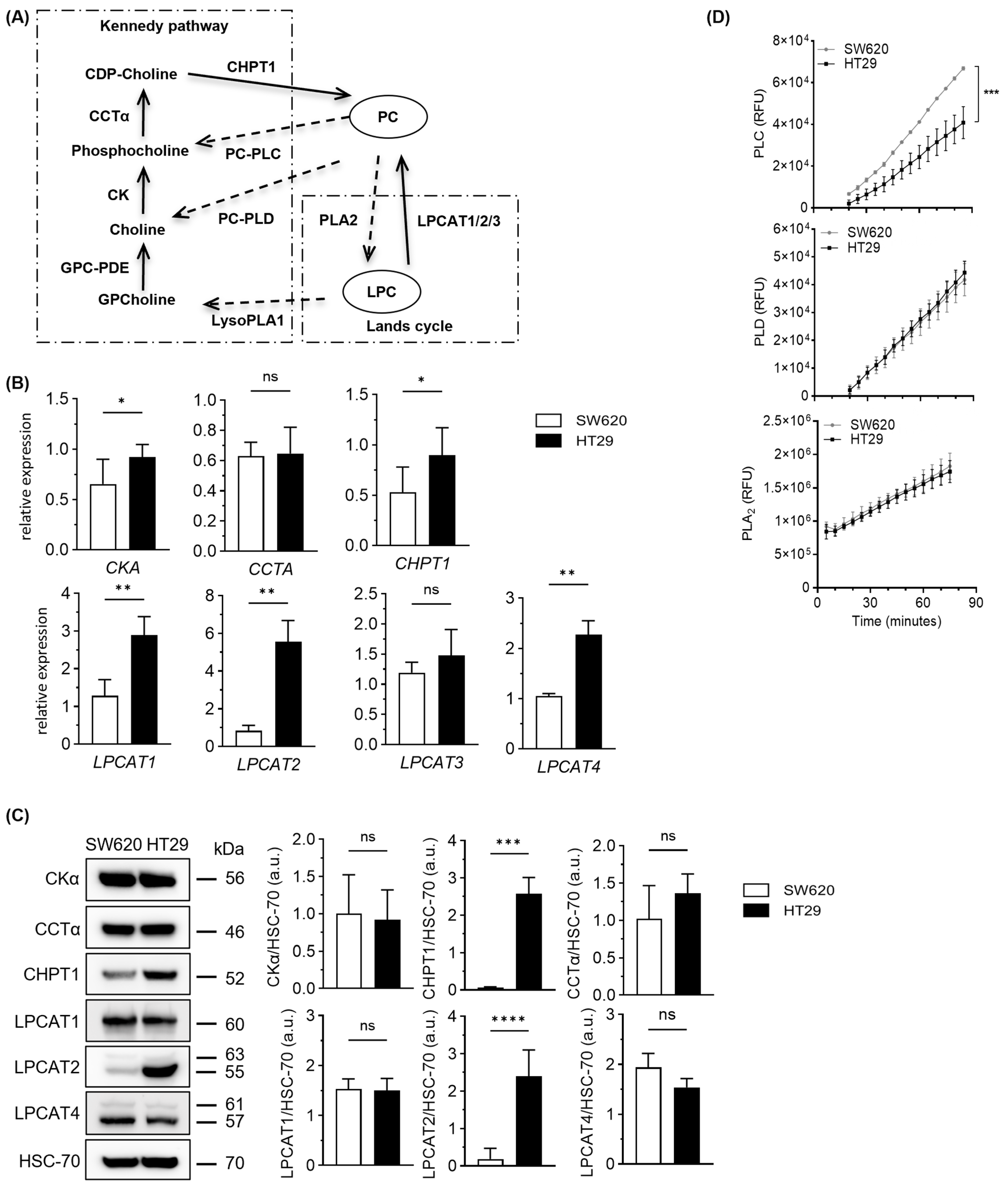 Cells 15 00439 g002 Cells 15 00439 g002