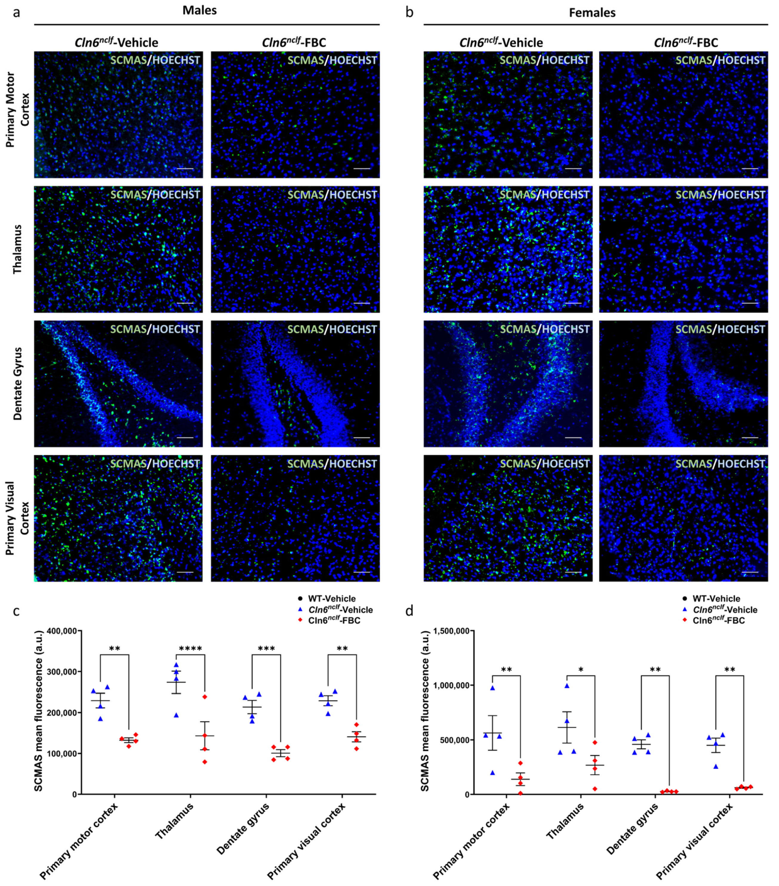 Cells 15 00442 g010 Cells 15 00442 g010